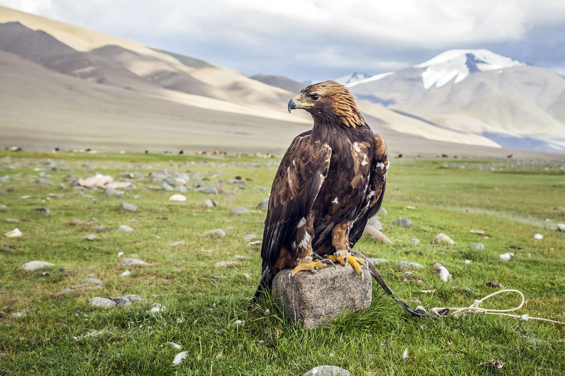 eagle_bayan-olgii_ulgii_mongolia_2032.jpg