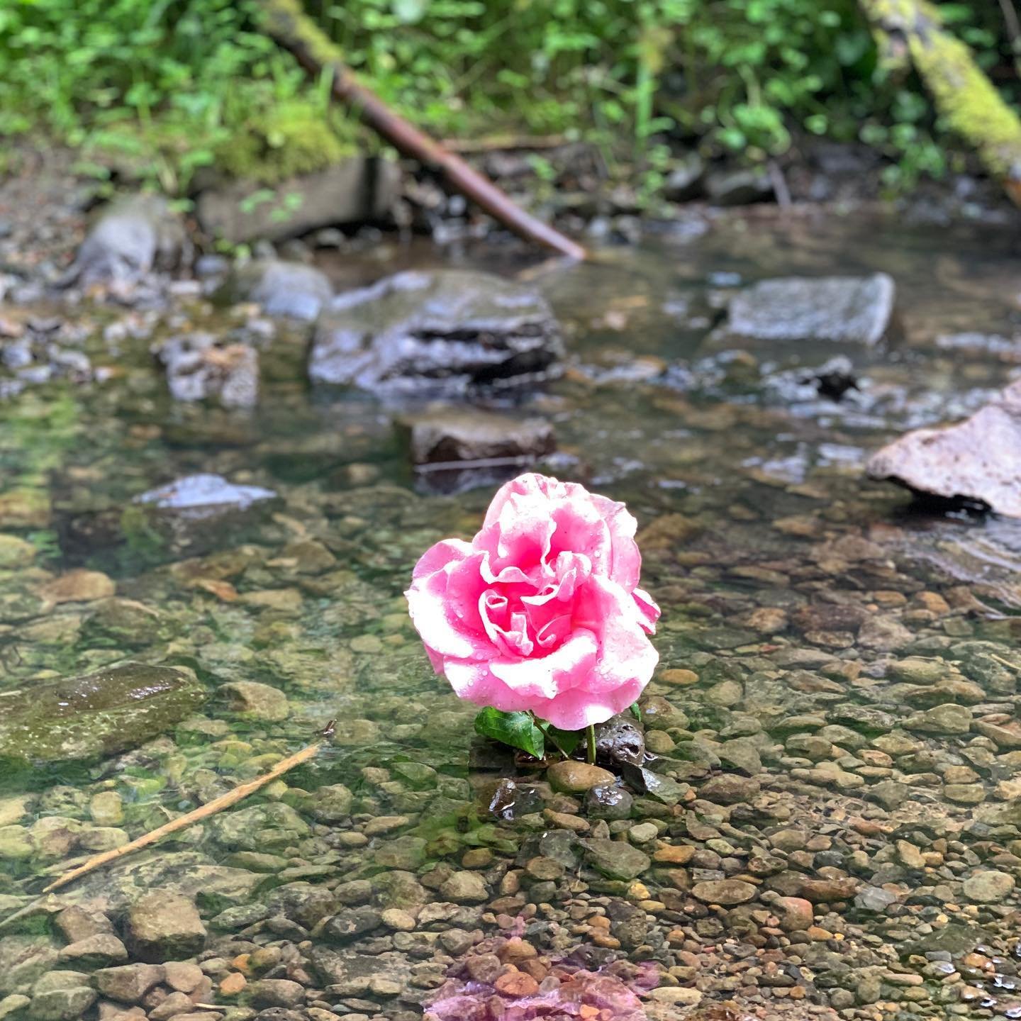 ✨Portland Beauty in quarantine ✨

To whomever placed this perfect rose in Balch Creek, you are a legend 
#yogaiseverywhere #yogaeverydamnday #pdxyoga #yogainpdx