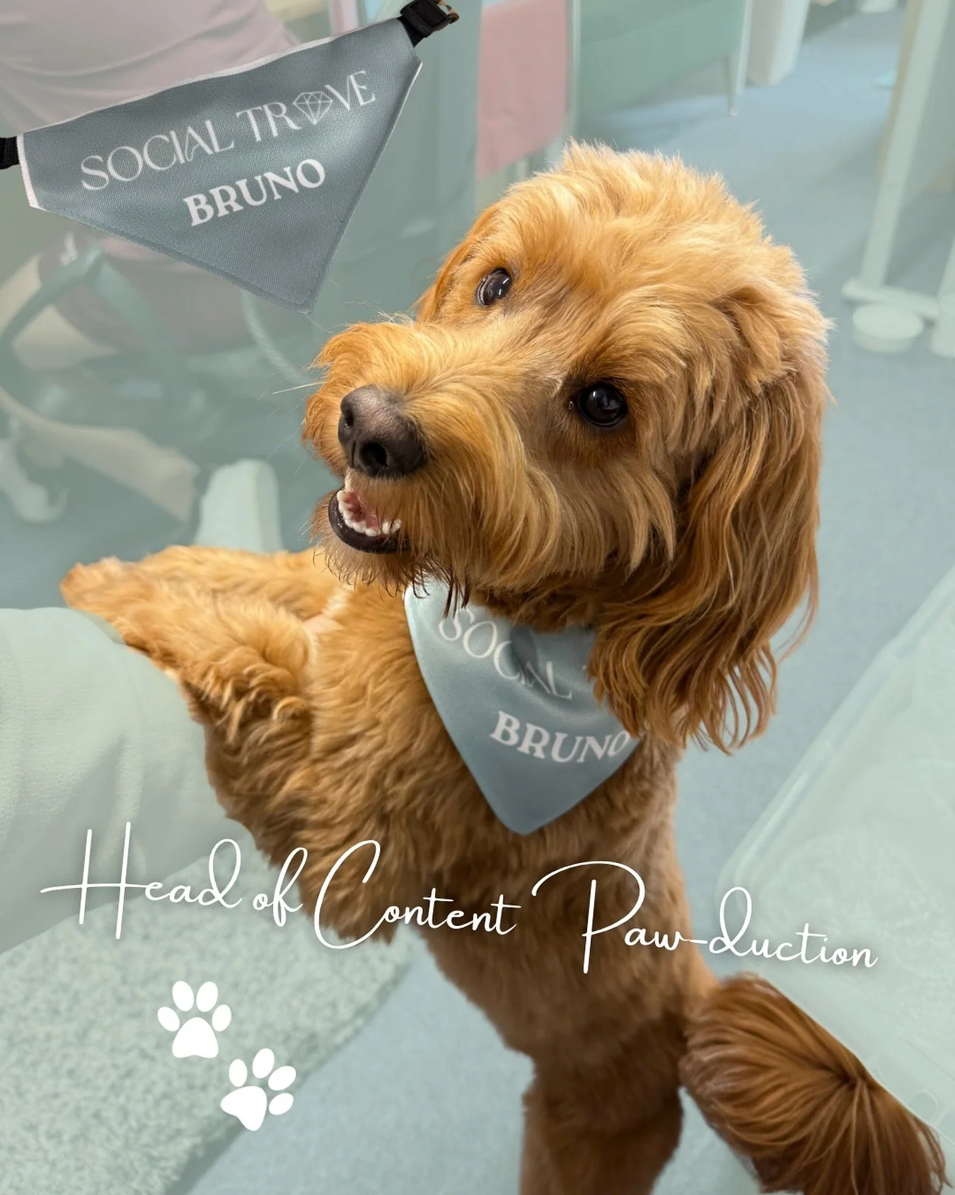 Introducing Bruno, Head of Content Paw-duction 🐾

Bruno sometimes likes to make guest appearances on video calls, but this week he came business networking @popconnectuk &amp; was a very good boy 🤍

This gorgeous personalised bandana is from @quirk