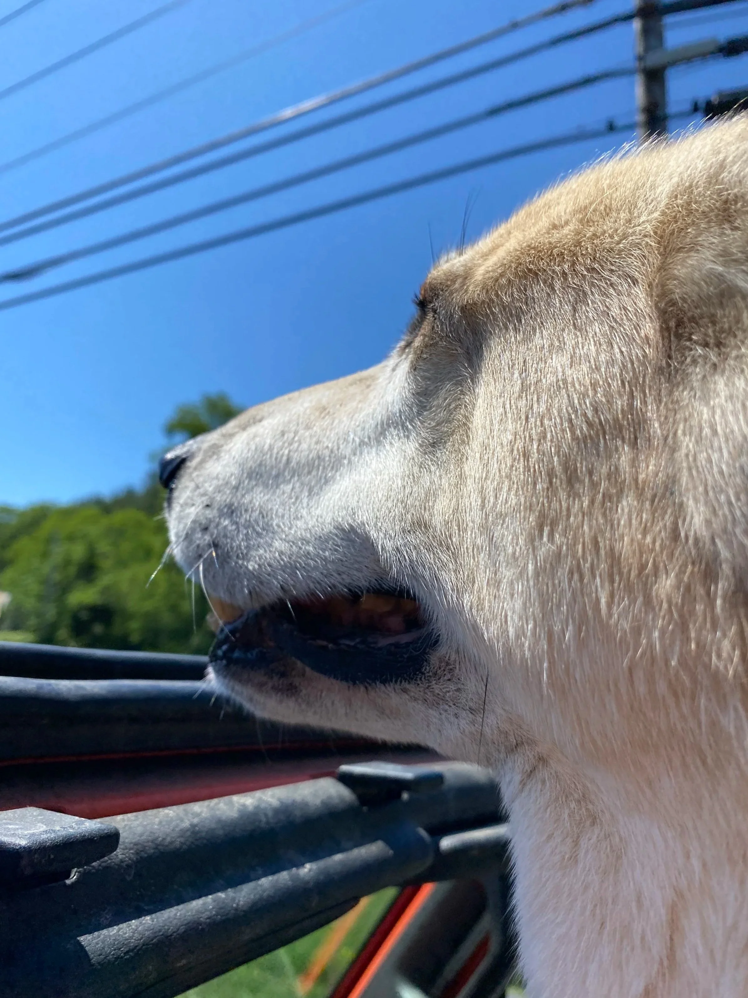 Close-up of a dog's profile, looking out of a vehicle window with green trees and blue sky in the background.