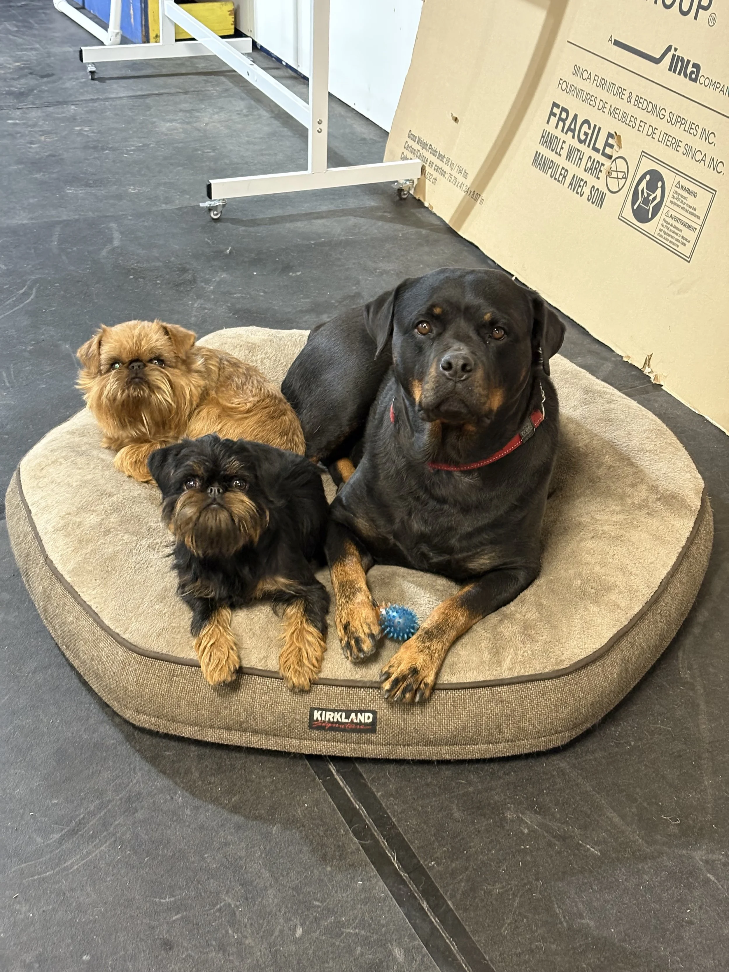 Your Dog Doesn't Need Another Class.