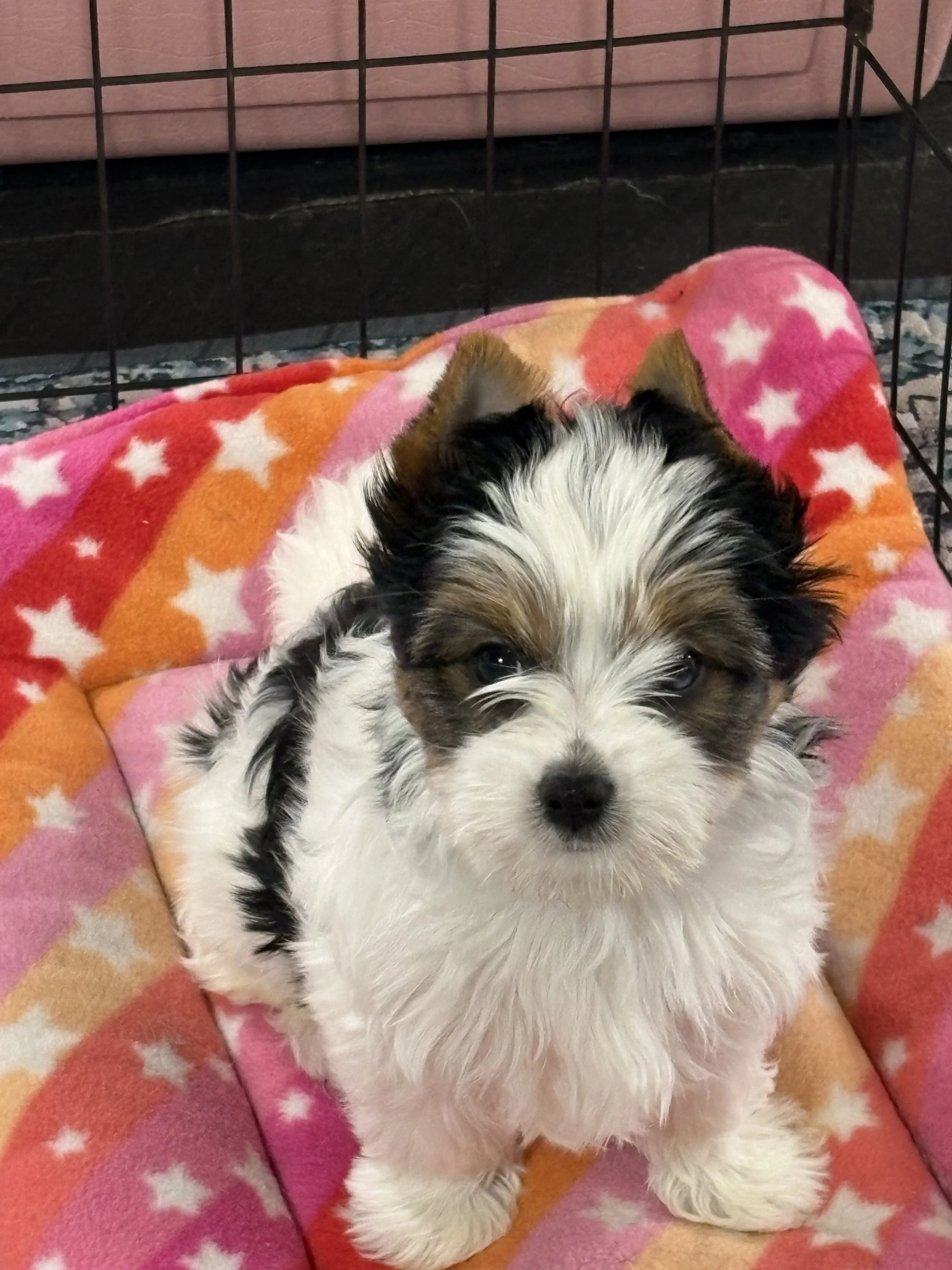 Why Raising a Puppy Is Like Raising a Child
