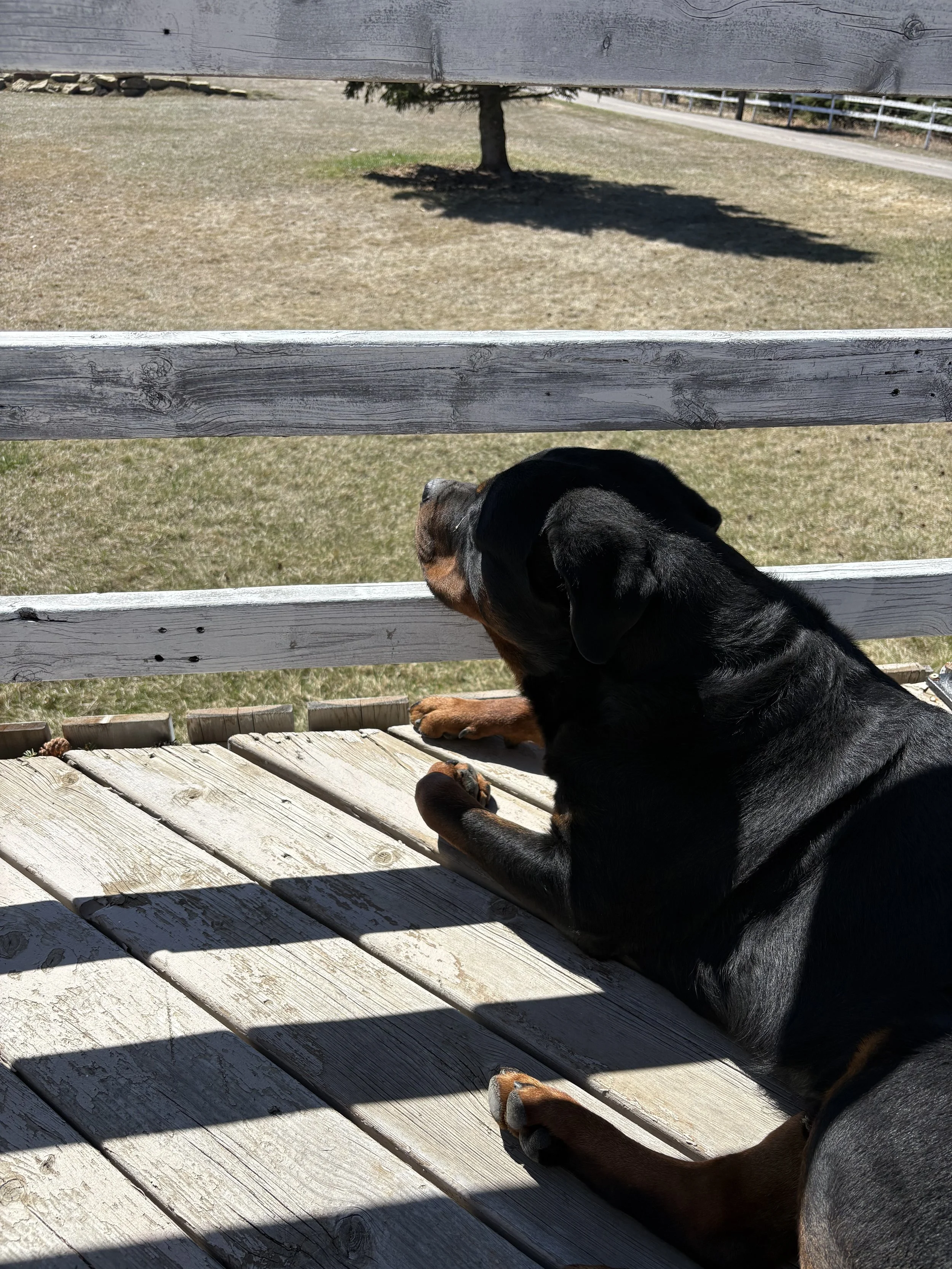 Dog Development Stages: 