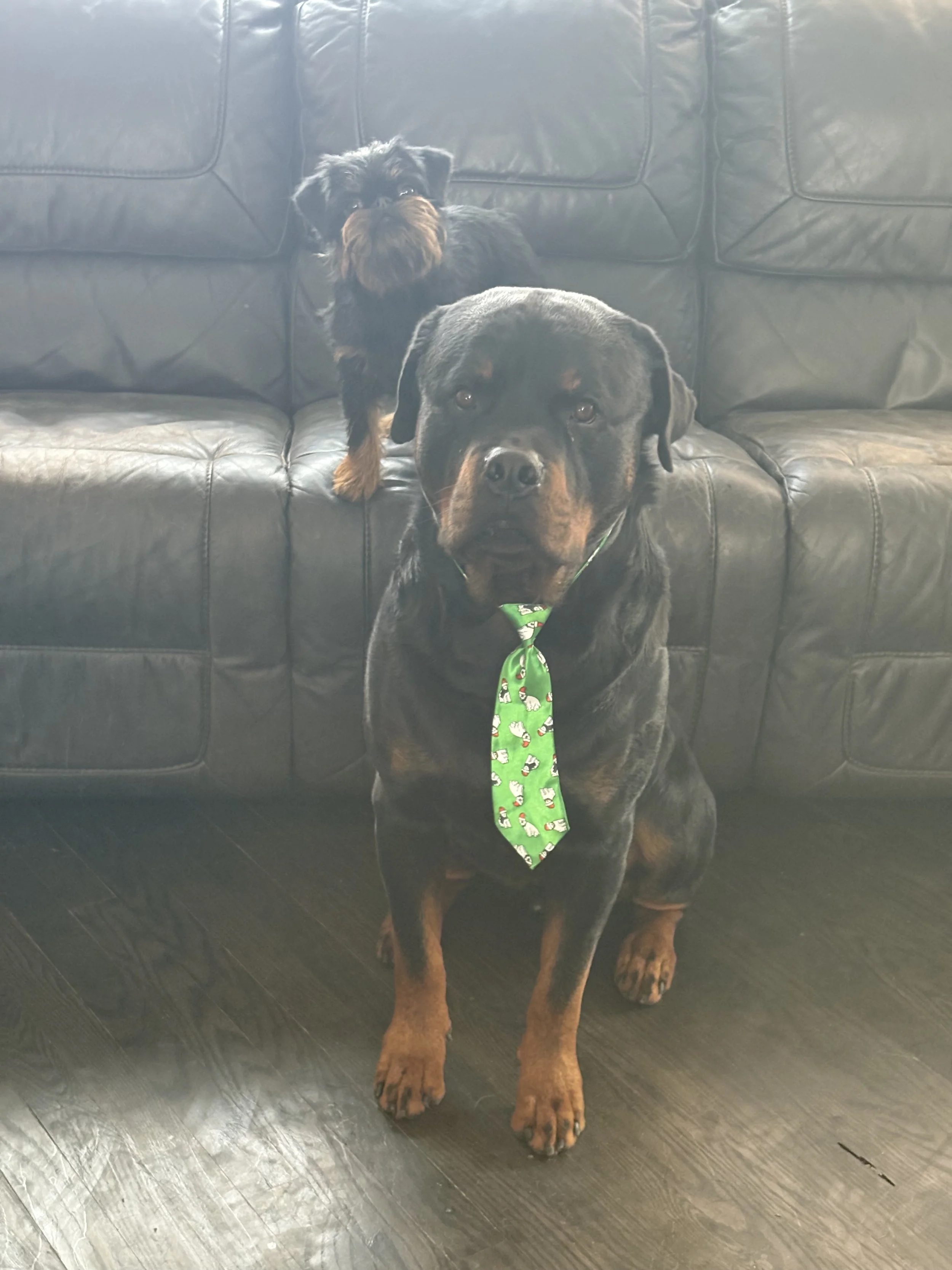 Advanced Training Package - 10 Sessions