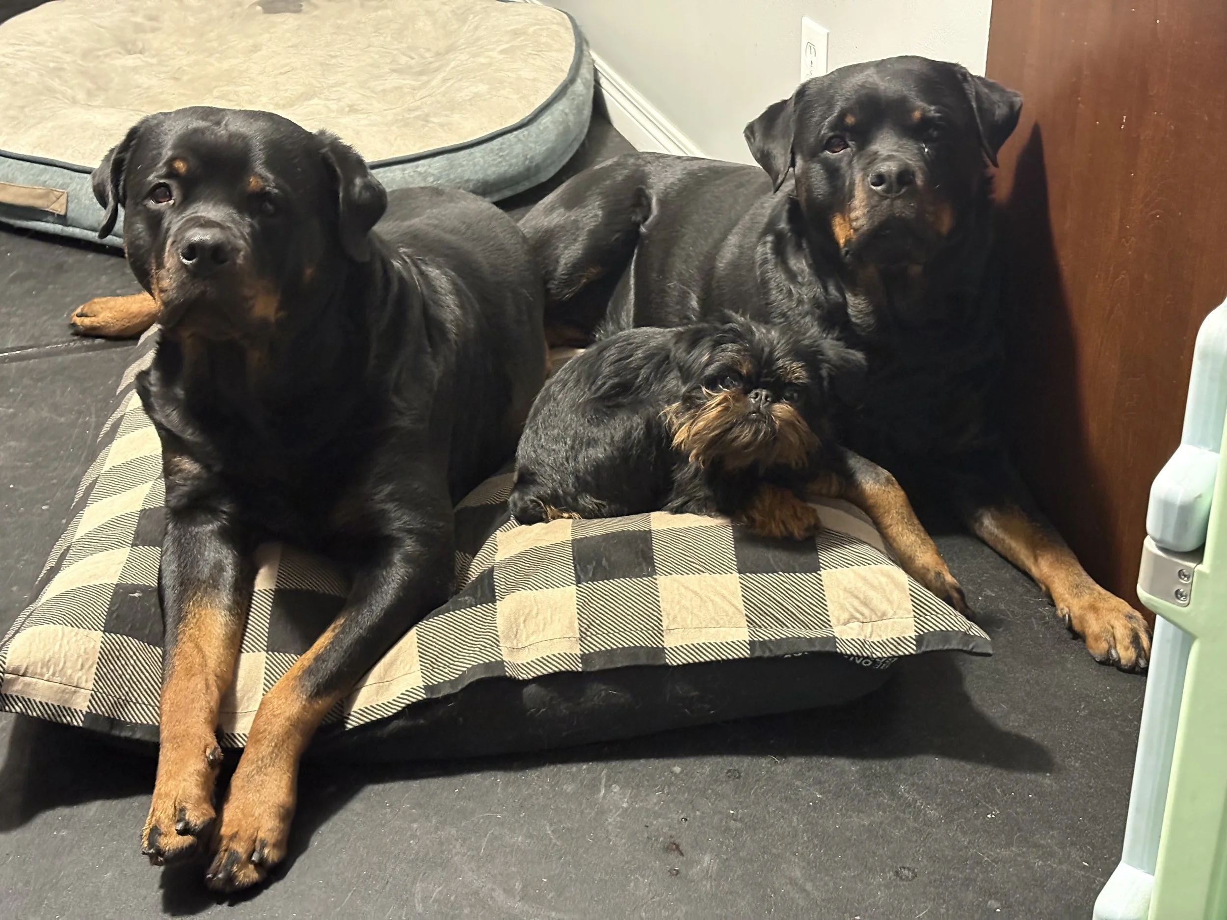 Starter Training Package - 4 Sessions