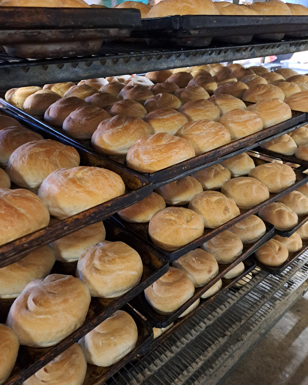 Multiple trays of freshly baked bread rolls on industrial racks in a bakery.