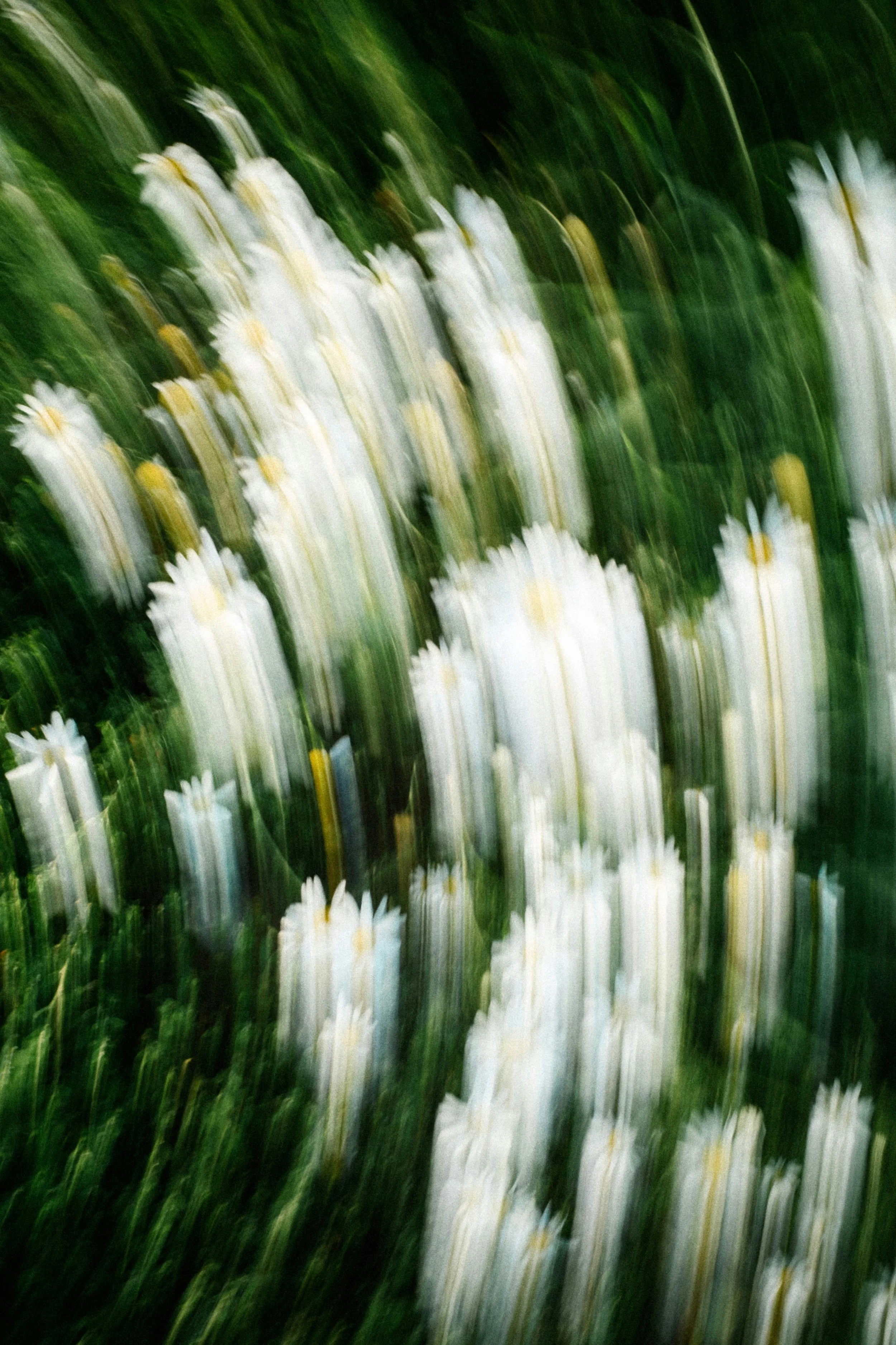 Blurred image of white flowers with yellow centers in green grass.