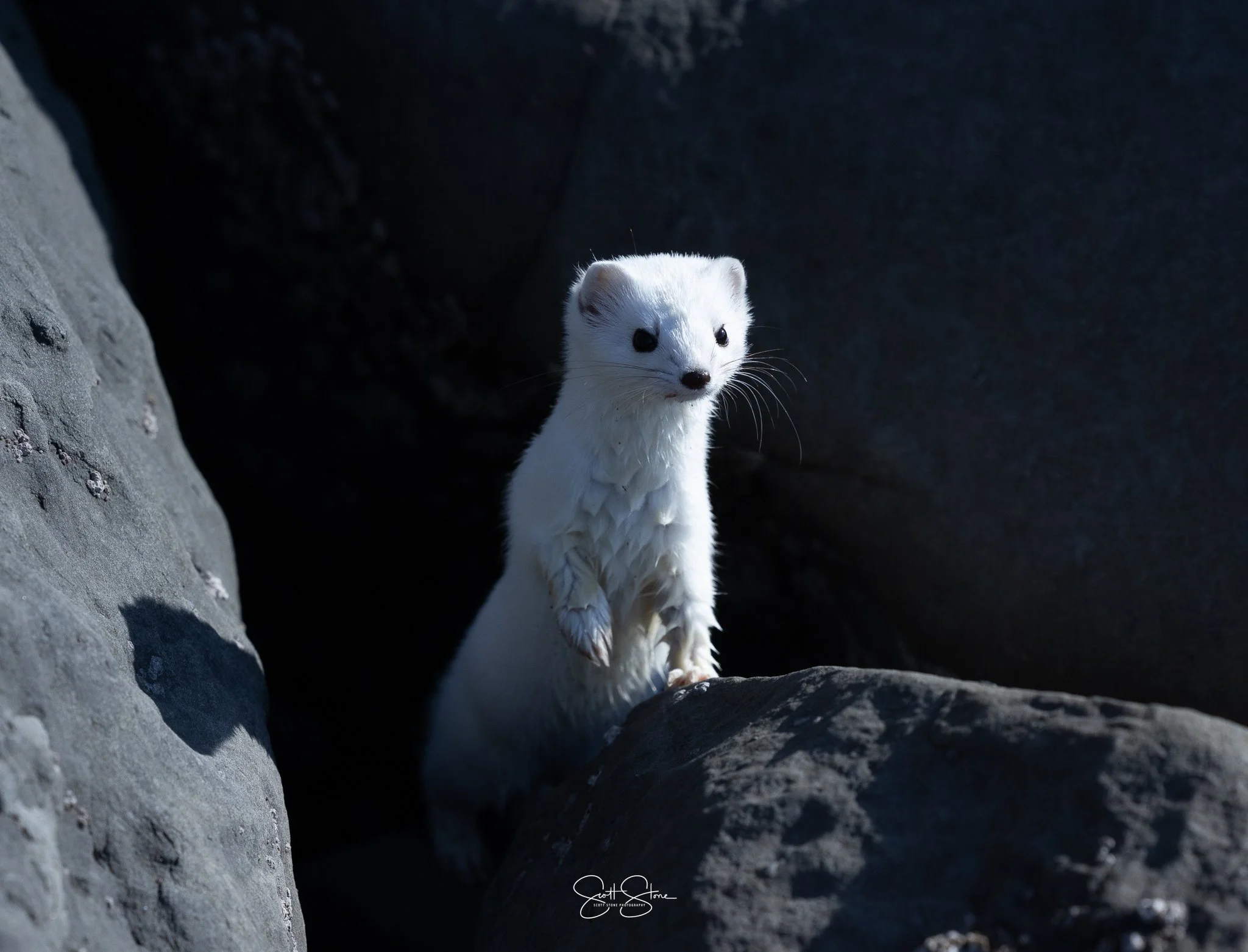 6 Species Native to Kodiak, Alaska