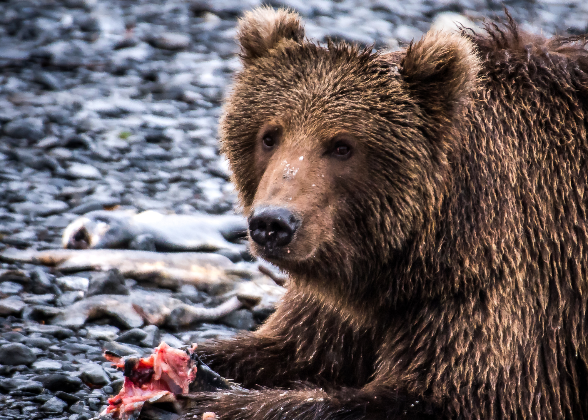 Close-up of a Kodiak brown bear with wet fur, sitting on a rocky shoreline, with a small piece of raw meat in front of it.