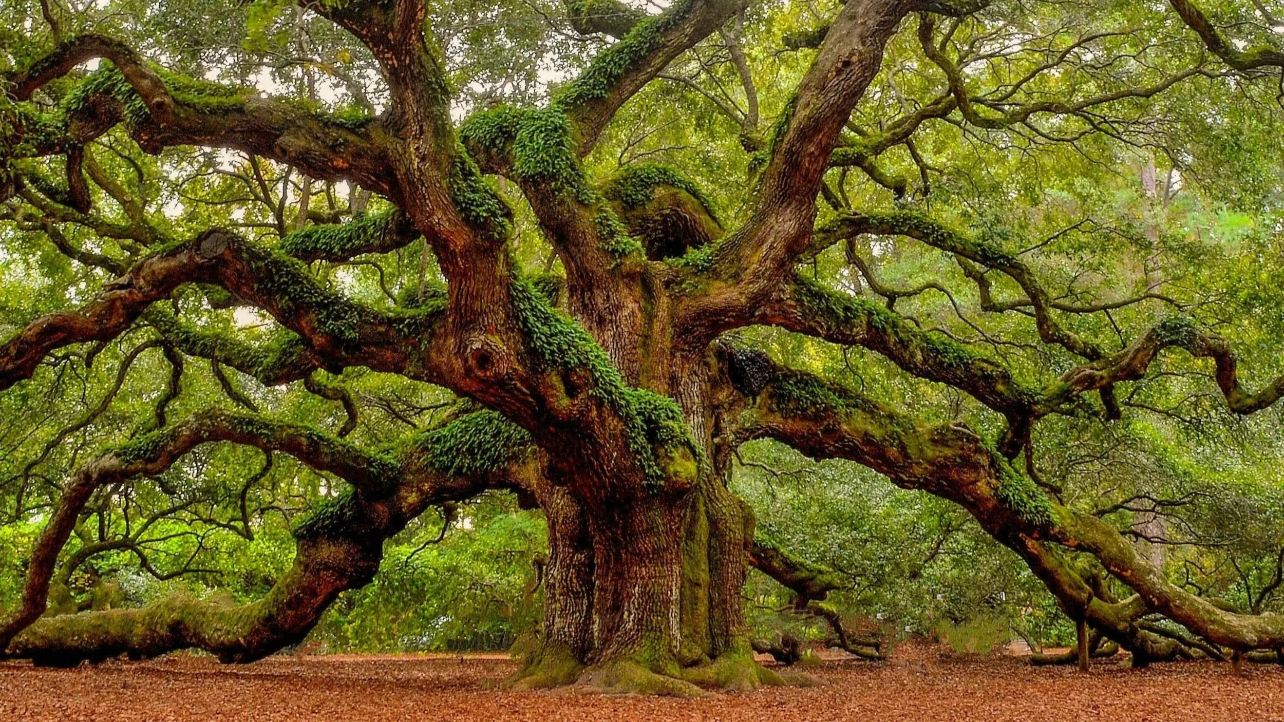 Ein großer, alte Baum mit ausladenden Zweigen, bedeckt mit Grünflechten, in einem Wald mit Laubboden.