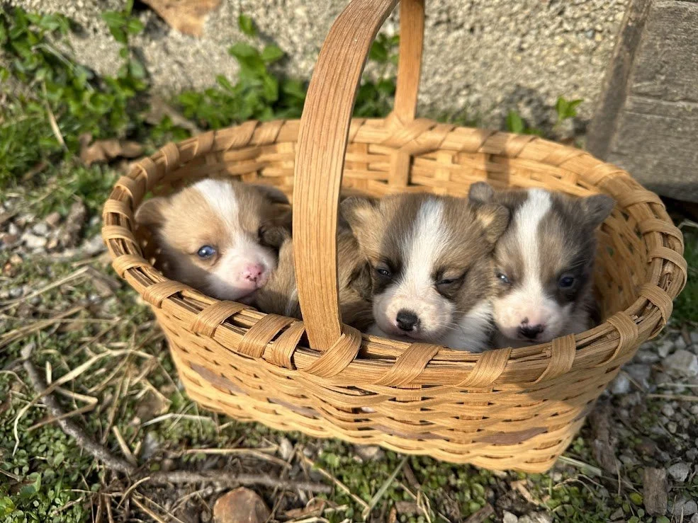 Three adorable puppies in a woven basket placed outdoors on grass and gravel, with a wooden structure nearby.
