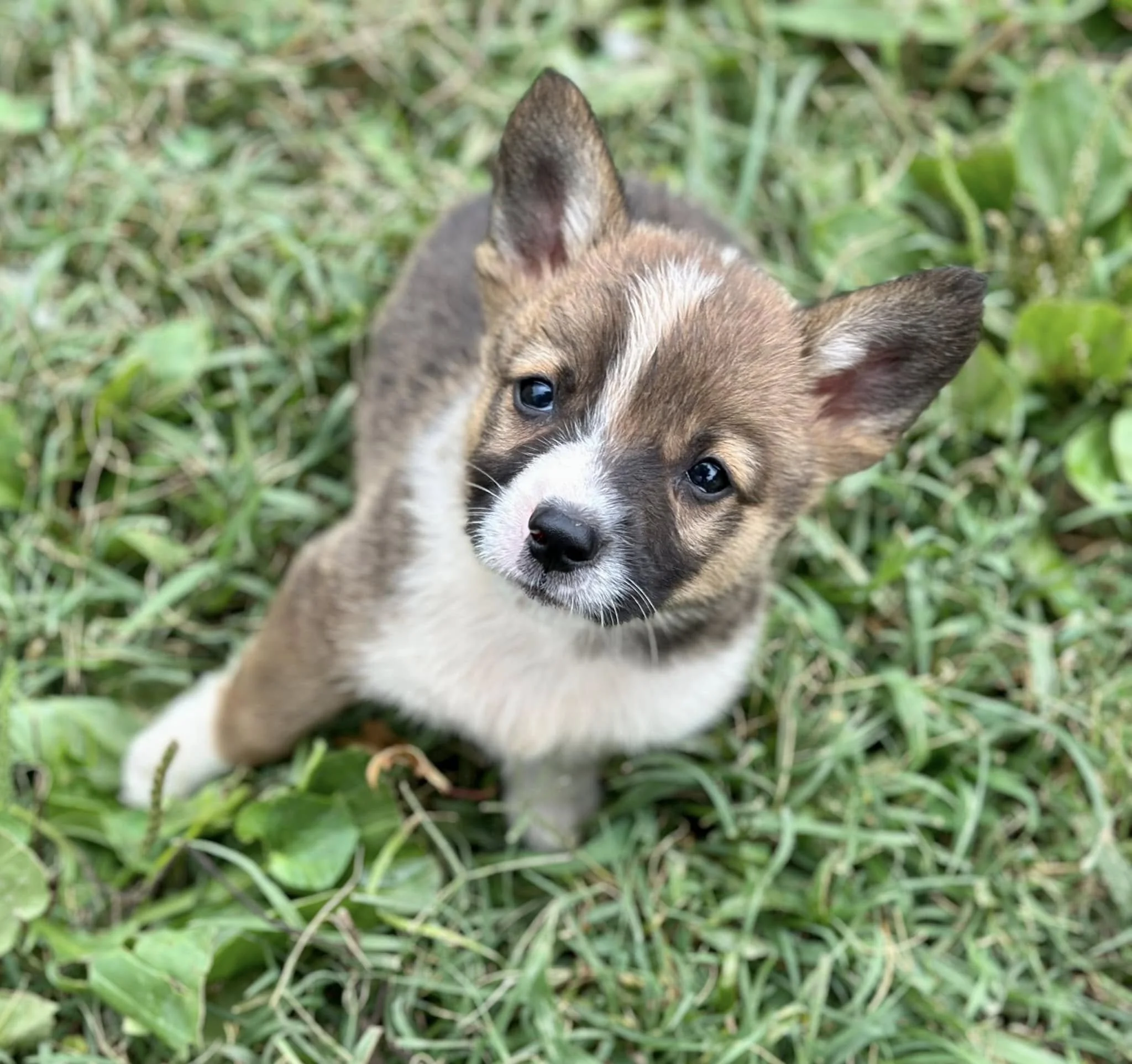 A cute puppy with tan, white, and black fur, sitting on green grass and looking up at the camera.