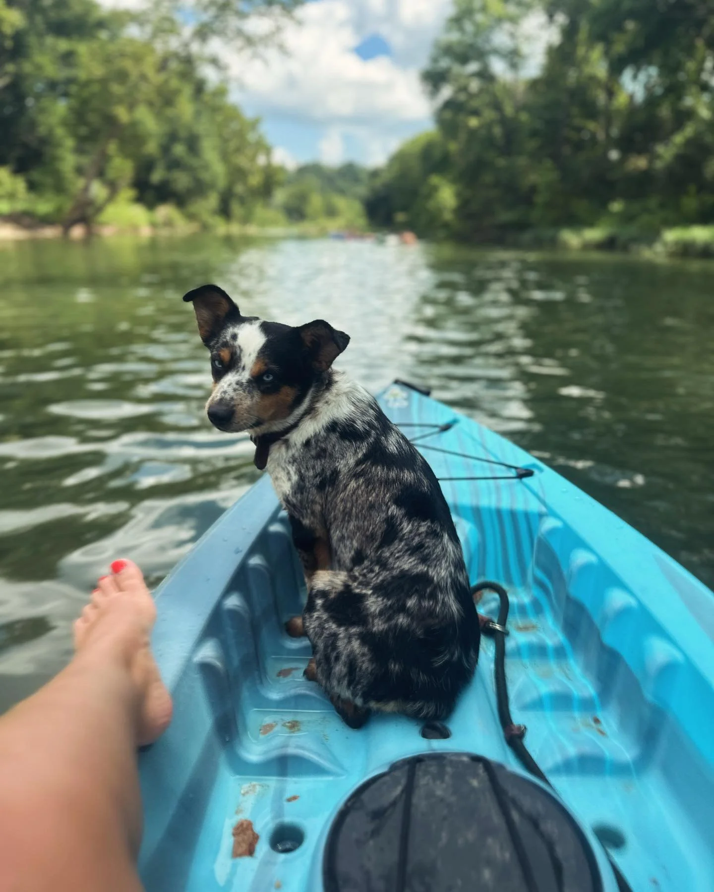 A dog with merle fur and blue eyes sitting in a blue kayak on a river, with a person's foot in the foreground, surrounded by green trees and blue sky.
