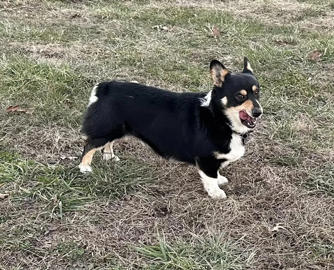 A small black and white dog with tan markings, standing on a patch of grass that is partly dry, looking at the camera with its tongue slightly out.
