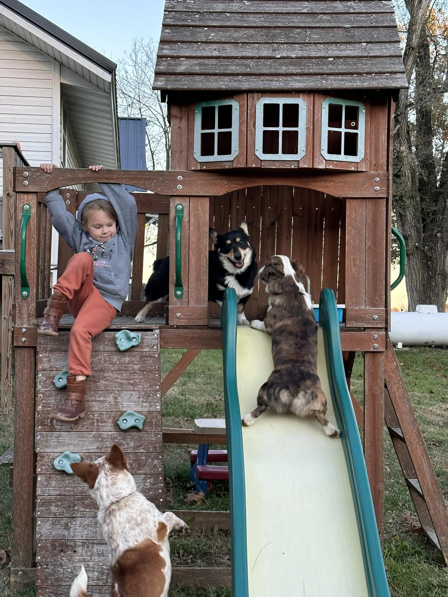 A young girl climbing a rock wall on a wooden playset with a slide, with four dogs on the playset and ground nearby indoors in a backyard.