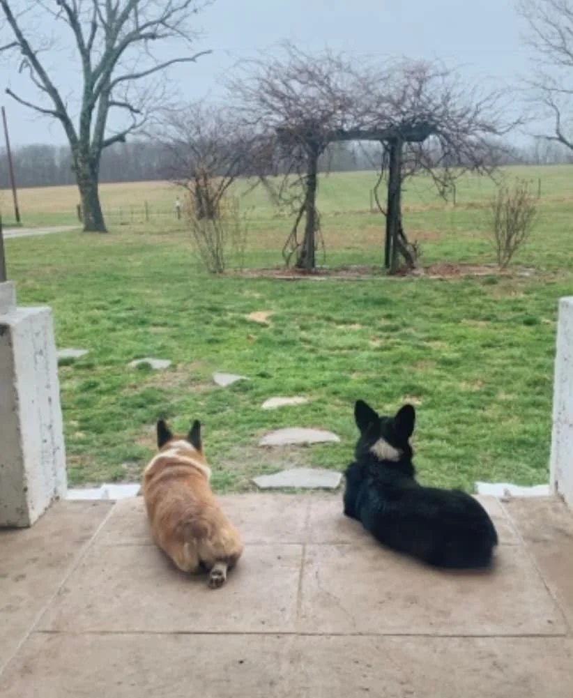 Two dogs, one tan and white, the other black and white, laying on a porch and looking out at a yard with leafless trees and a pathway.