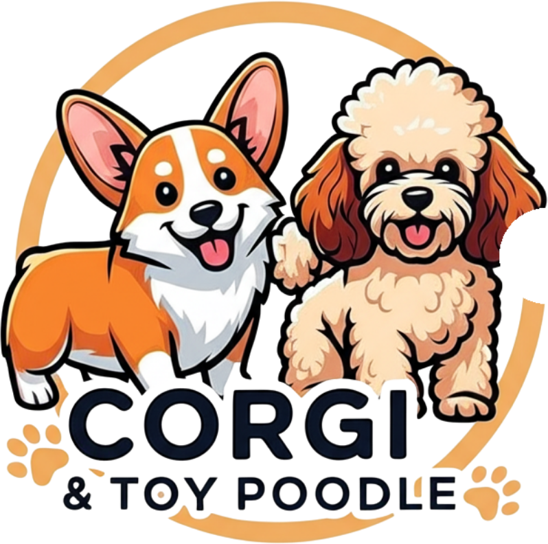 Toy Poodle &amp; Corgi Florida