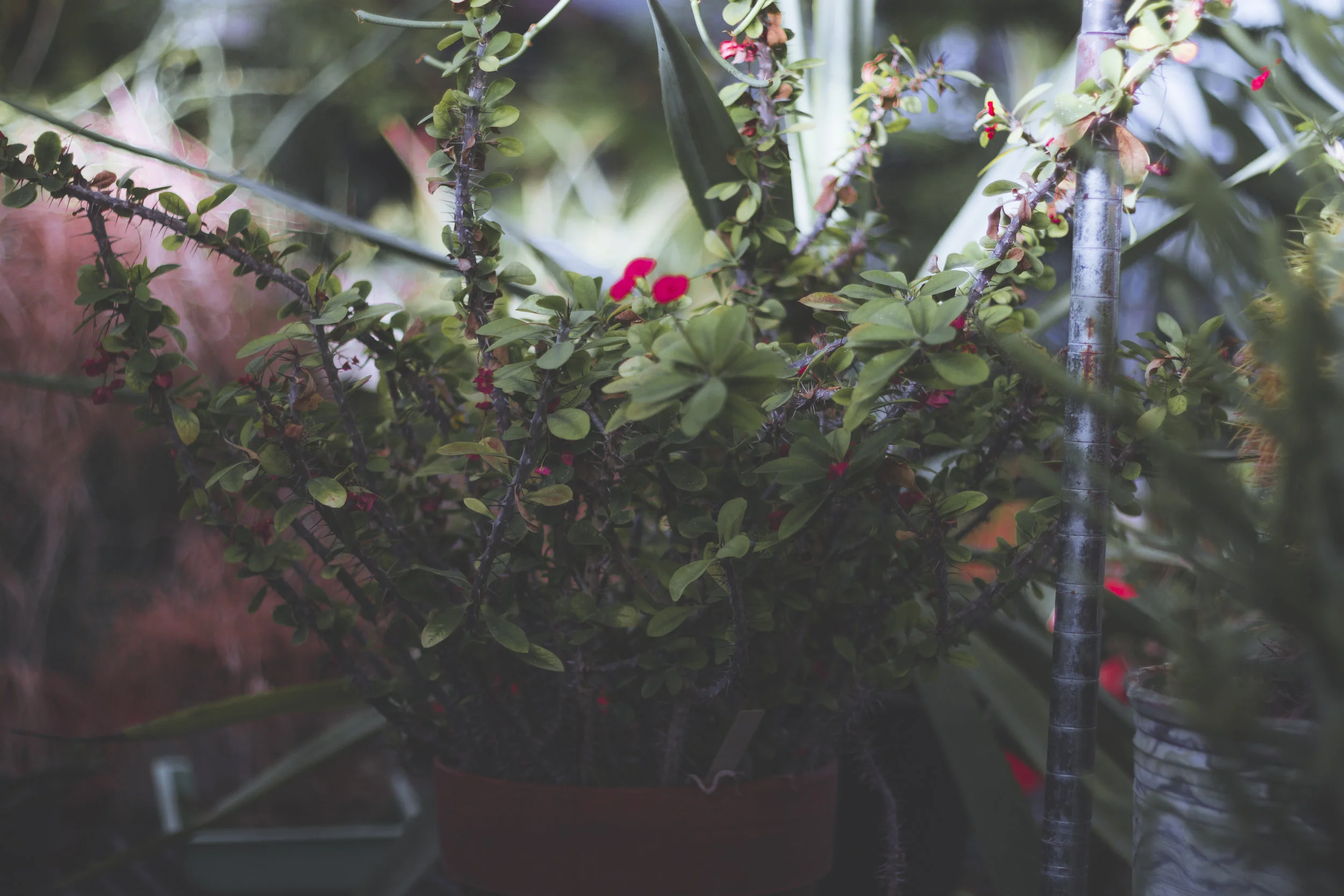 crown-of-thorns_29972887094_o.jpg