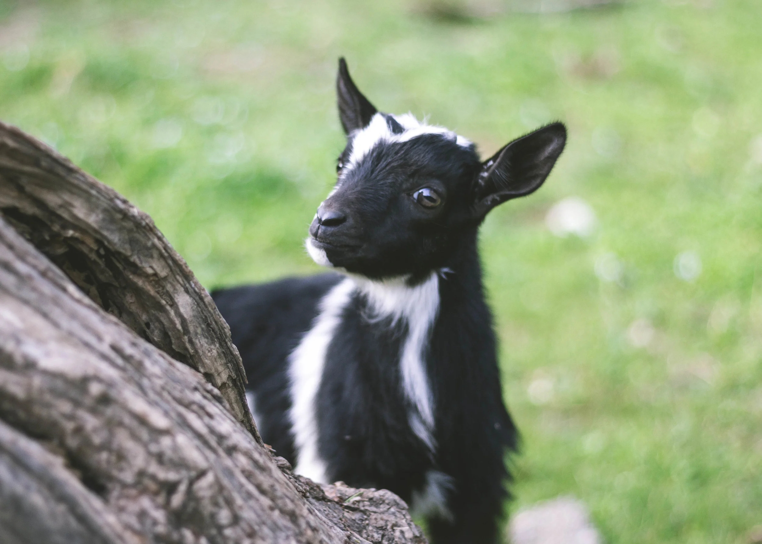 little-cow-i_26600943706_o.jpg