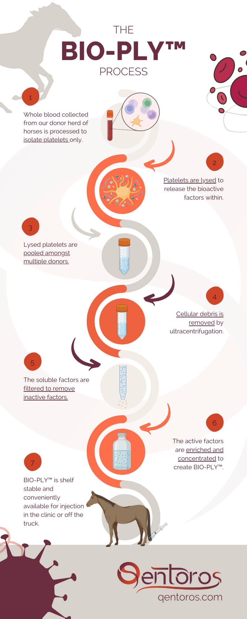 Qentoros Inc. | Squarespace Website Design, Infographic Design
