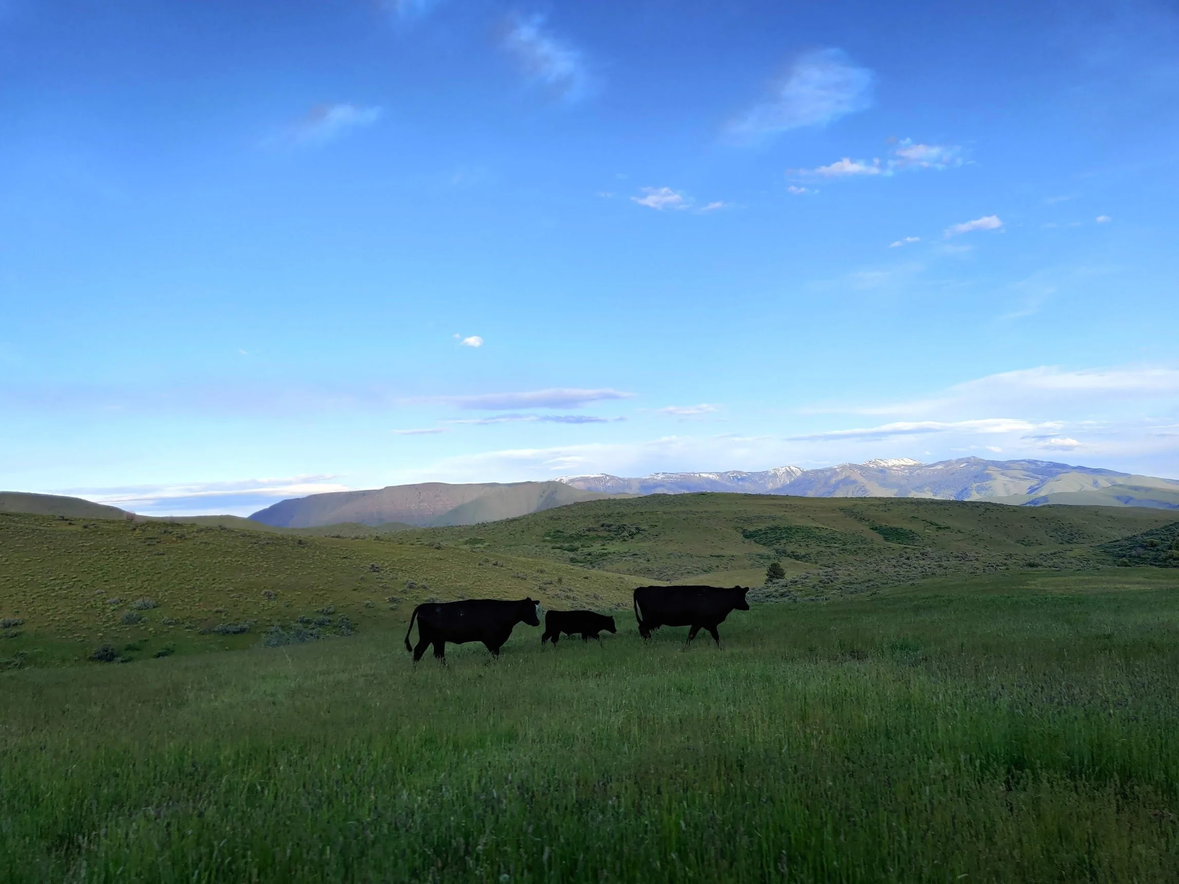 Three cows, two adults and one calf, grazing on a lush green field with hills and mountains in the distance under a blue sky with scattered clouds. Black Angus at Three Sons Ranch, located in Halfway Oregon