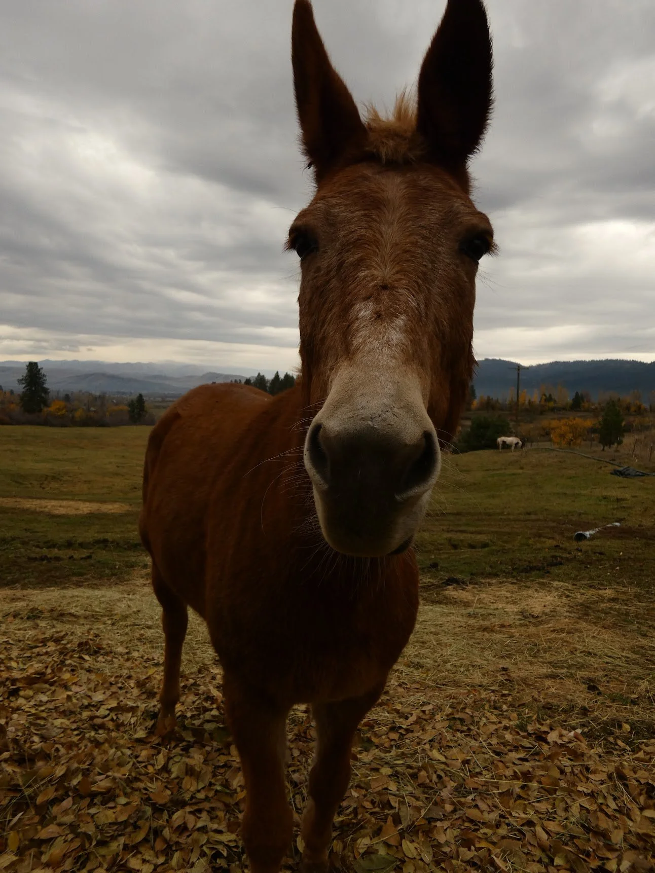 Close-up of a brown donkey named Becky-Sue with a white snip on its nose, standing outdoors on a cloudy day, with a pasture and hills in the background. Family donkey at Three Sons Ranch, Halfway Oregon