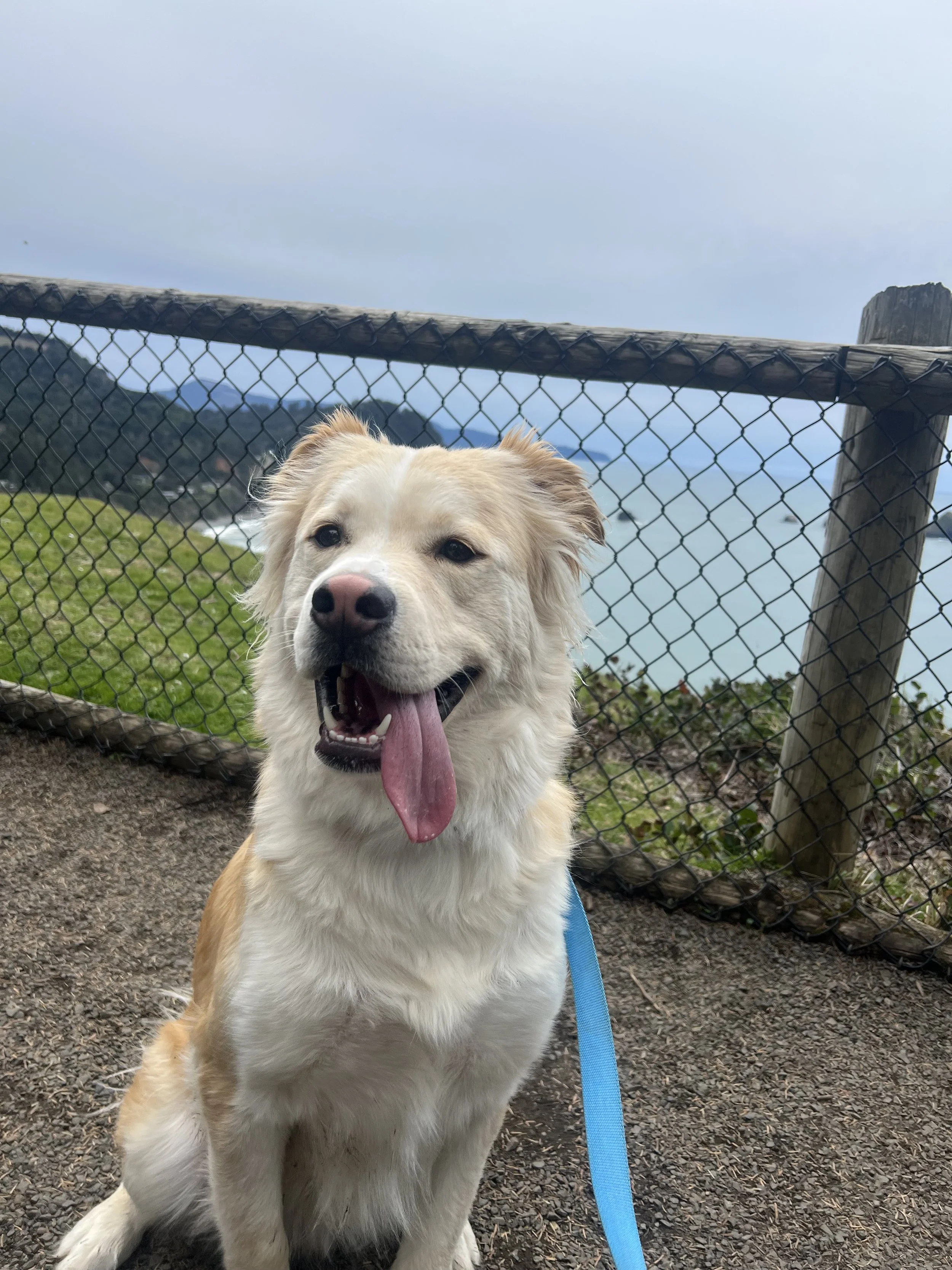 Happy dog with a blue leash sitting on a dirt path near a fence, with a view of mountains, water, and cloudy sky in the background.