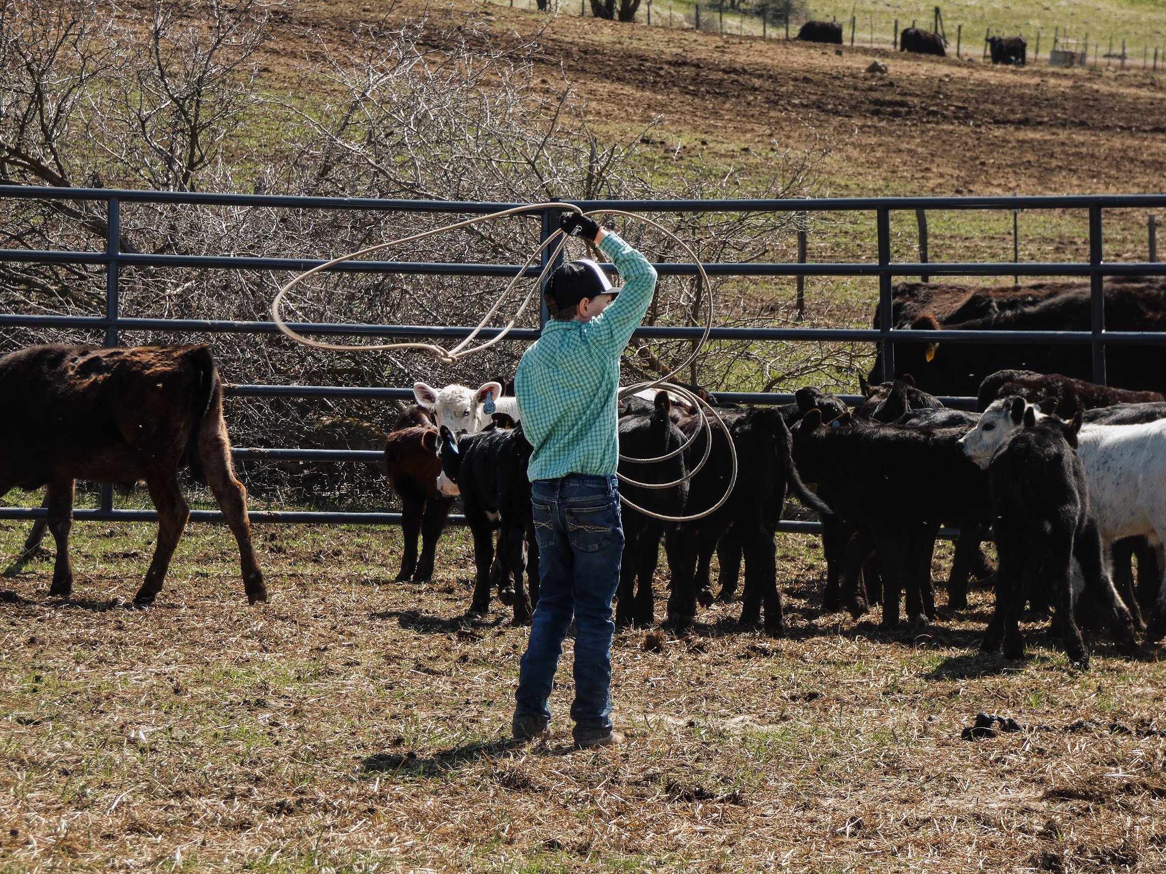 A young boy practices roping cattle on a farm, surrounded by black and white calves and cows near a metal fence, with hilly terrain and distant livestock in the background. Family run ranch in Halfway Oregon, Three Sons Ranch.