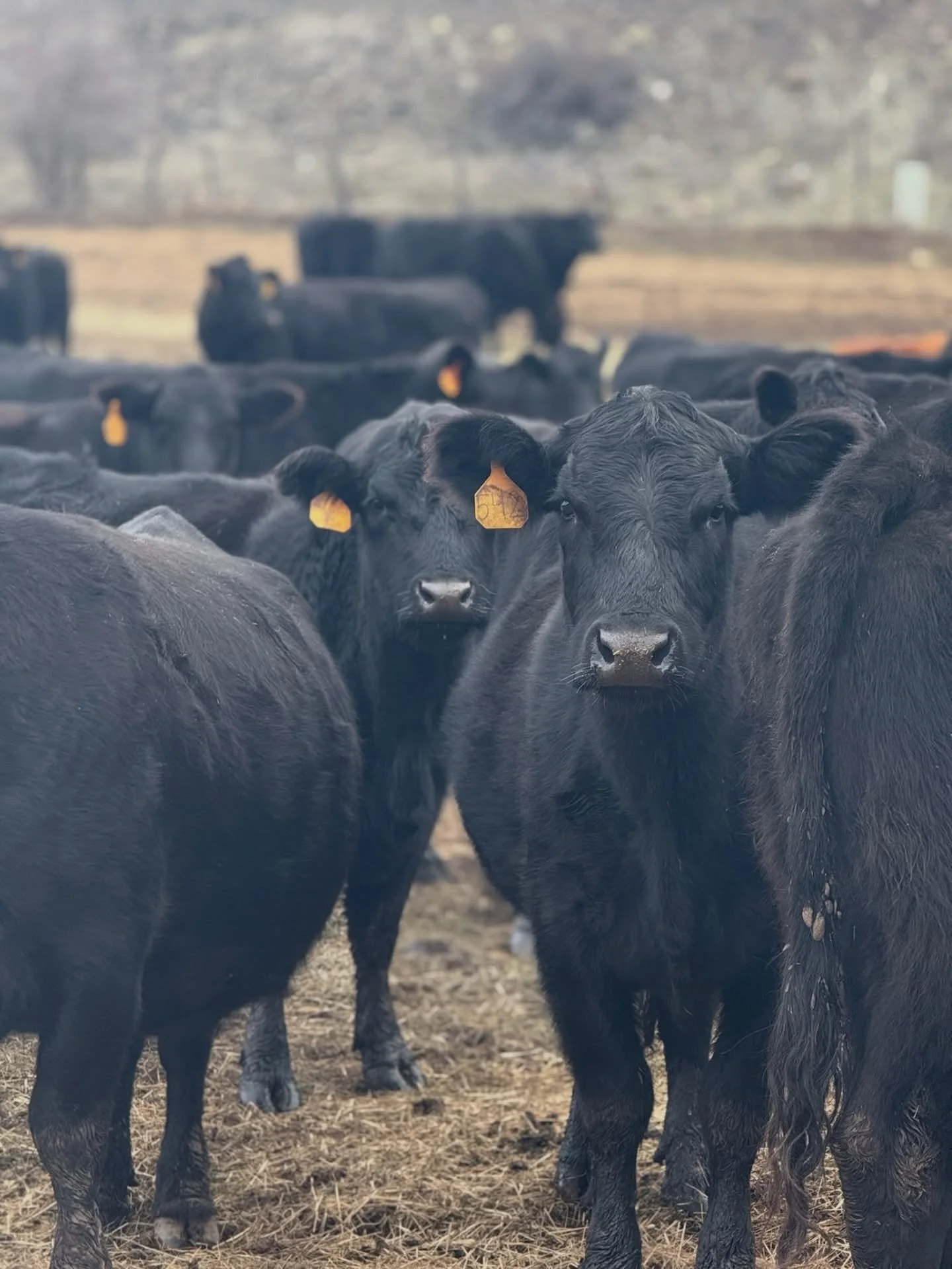 Nothing special, just good cows that do their job. 

#blackangus 
#cattlegenetics 
#familyranch