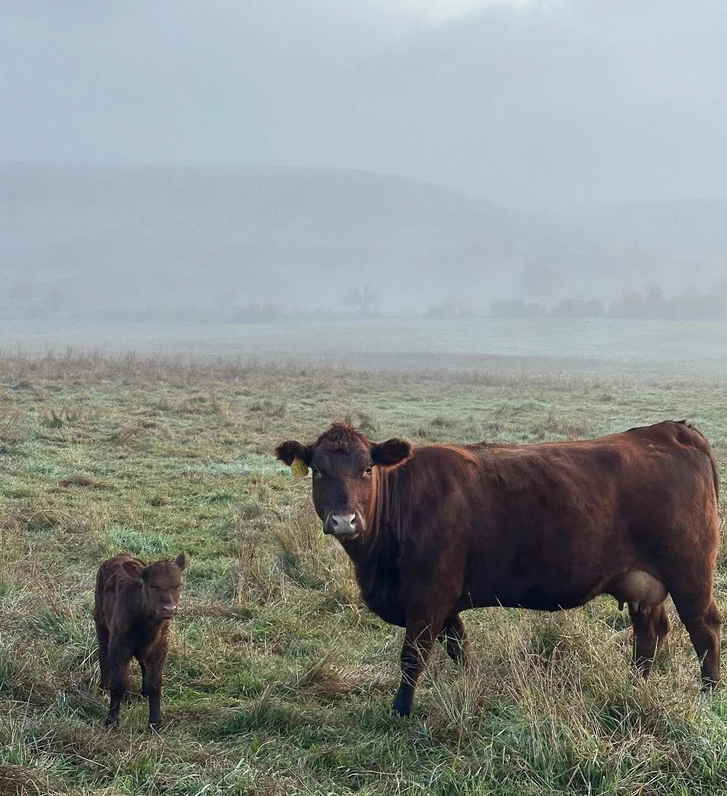 Calving season is right around the corner! 

#redangus #calving #familyranch #cattle #cattlegenetics