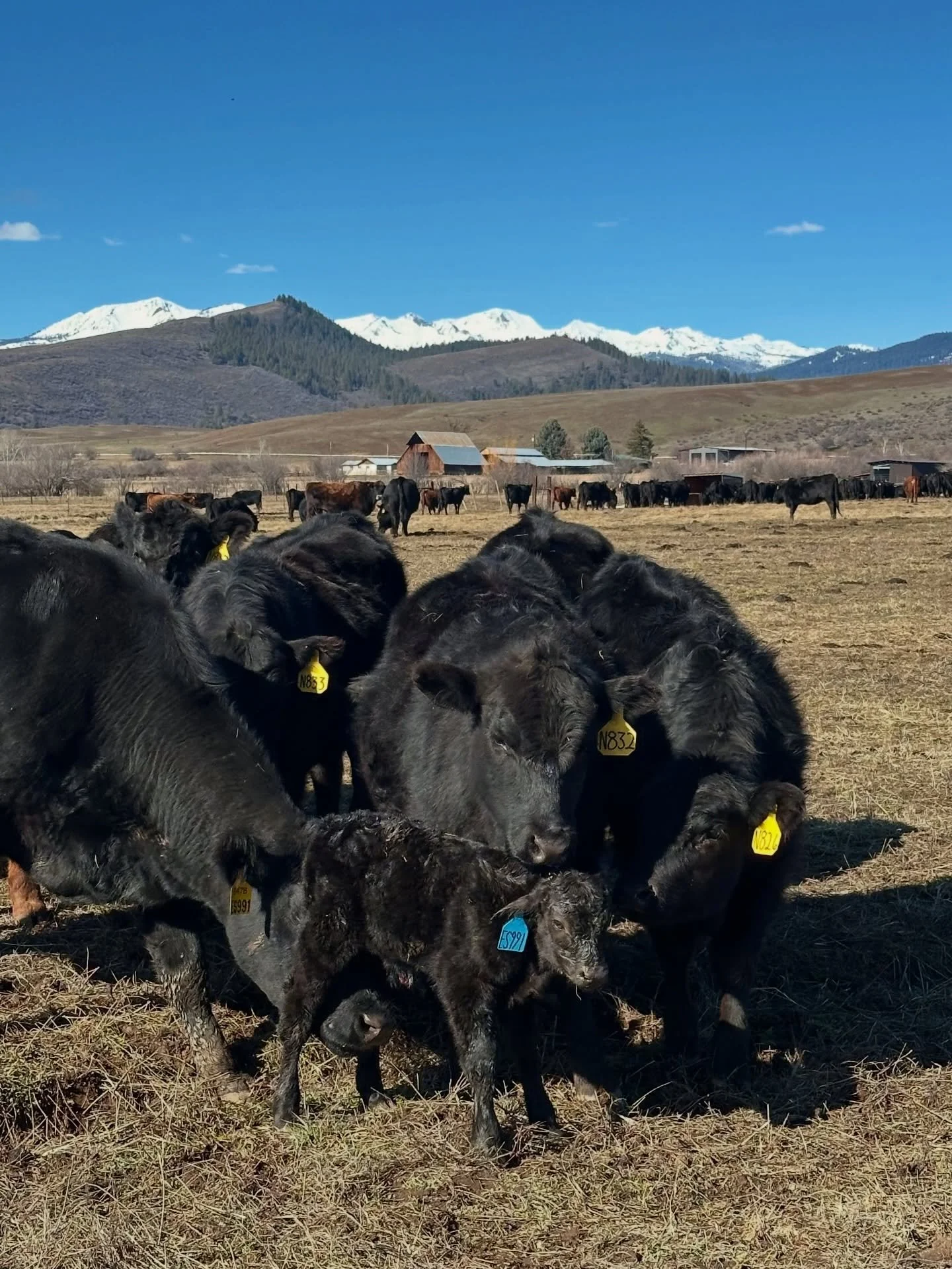 Tiny hooves just hit the ground!

#calving #calvingseason #familyranch #angus #cattle