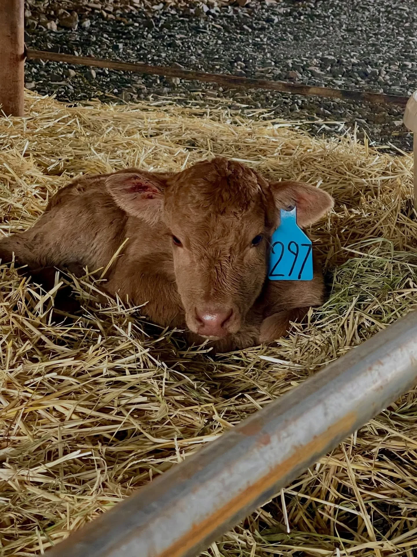 First red heifer of the year 😍❤️ 

#keeper #redheifer #familyranch #cattle #calving