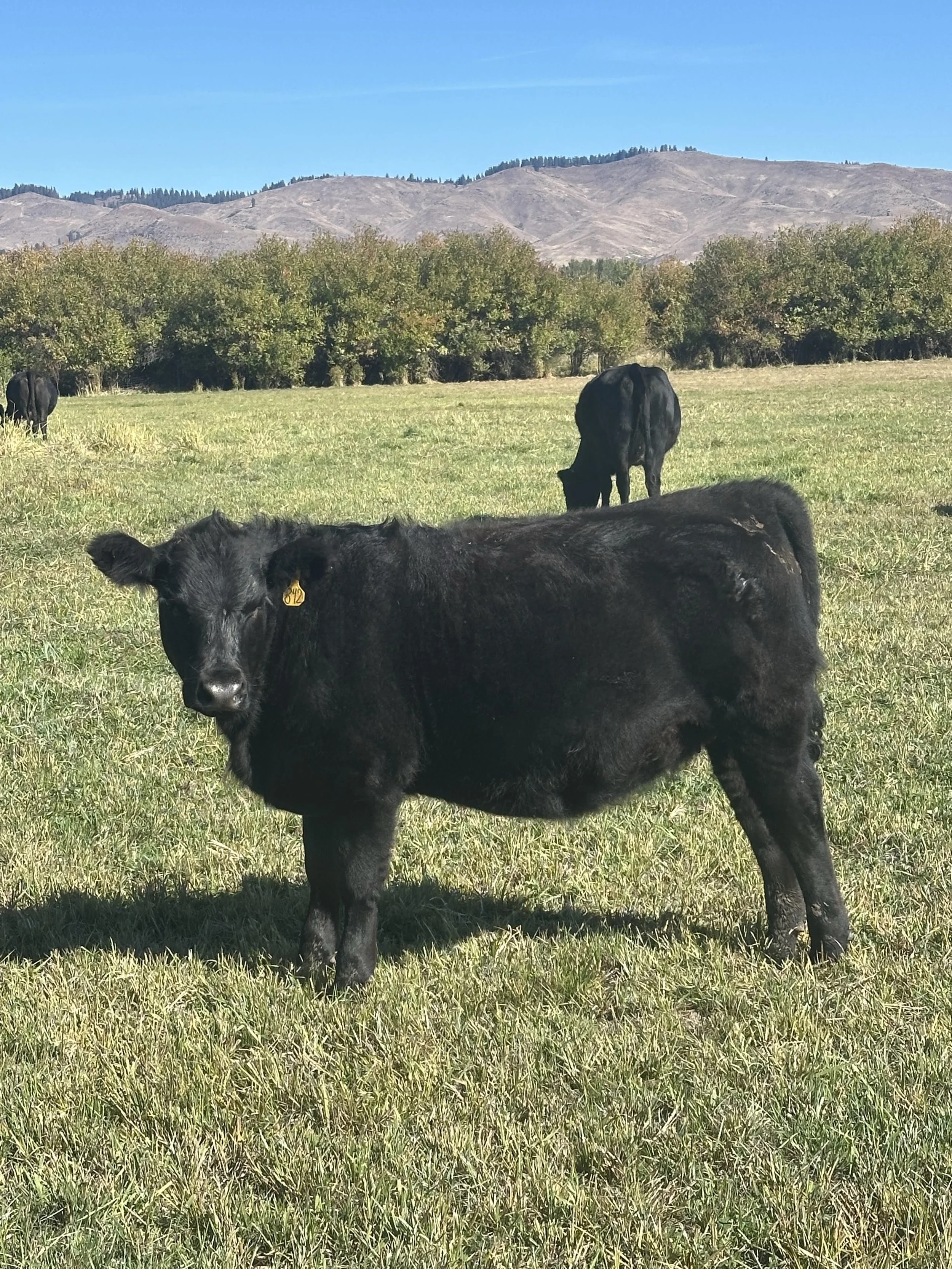 A black calf standing on green grass with other black cows grazing in the background, mountains in the distance under a clear blue sky.