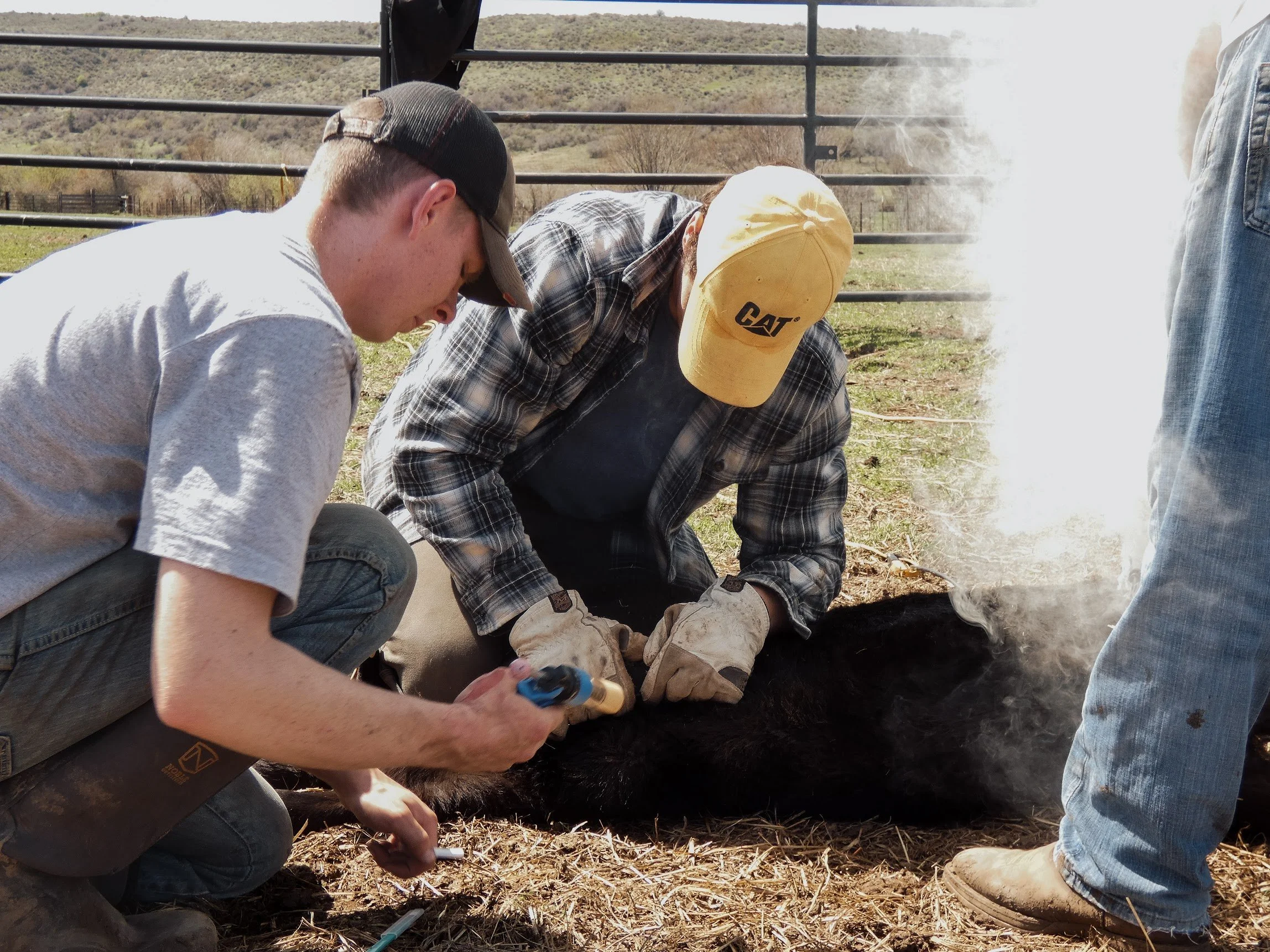 Two men are working on a black animal, possibly a cow, in an outdoor pen. One man is wearing a gray T-shirt and a black baseball cap, holding a tool, while the other is in a plaid shirt and a yellow CAT cap, wearing gloves. They are focused on the an