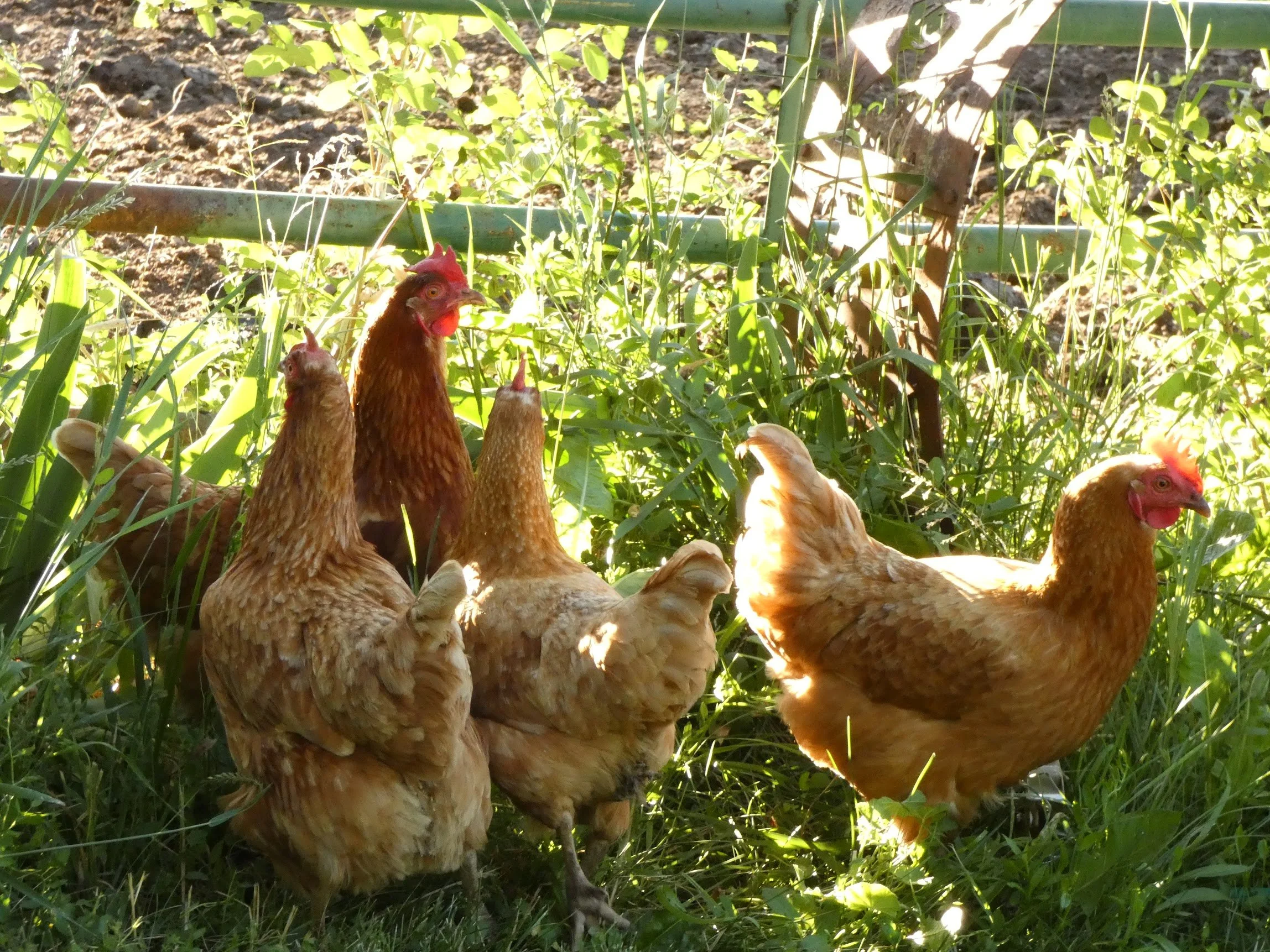 Group of five brown chickens in a grassy backyard, surrounded by green foliage and a metal fence in the background. Chickens free-range at Three Sons Ranch, Halfway Oregon
