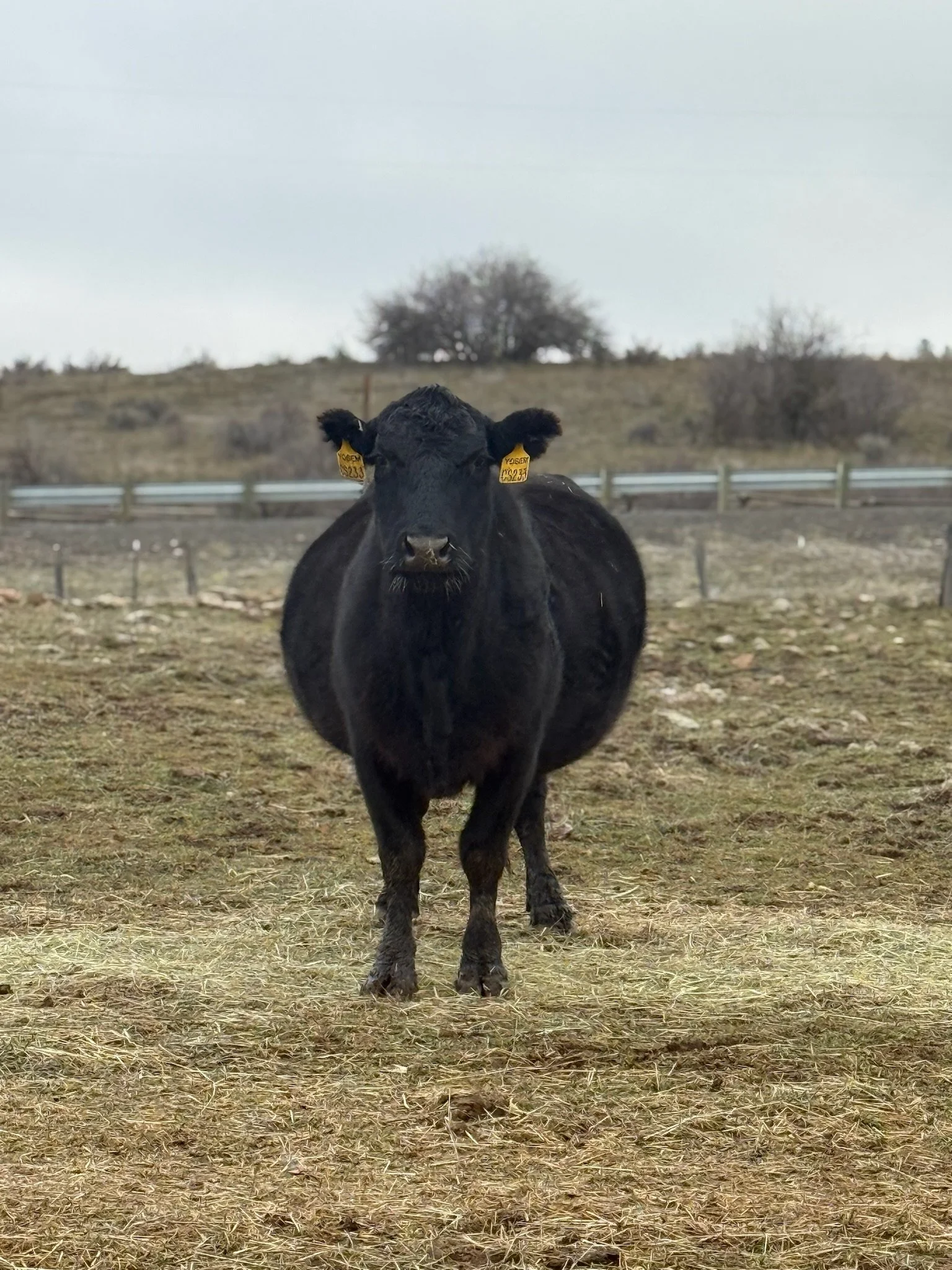 A black cow standing in a field with a cloudy sky in the background.