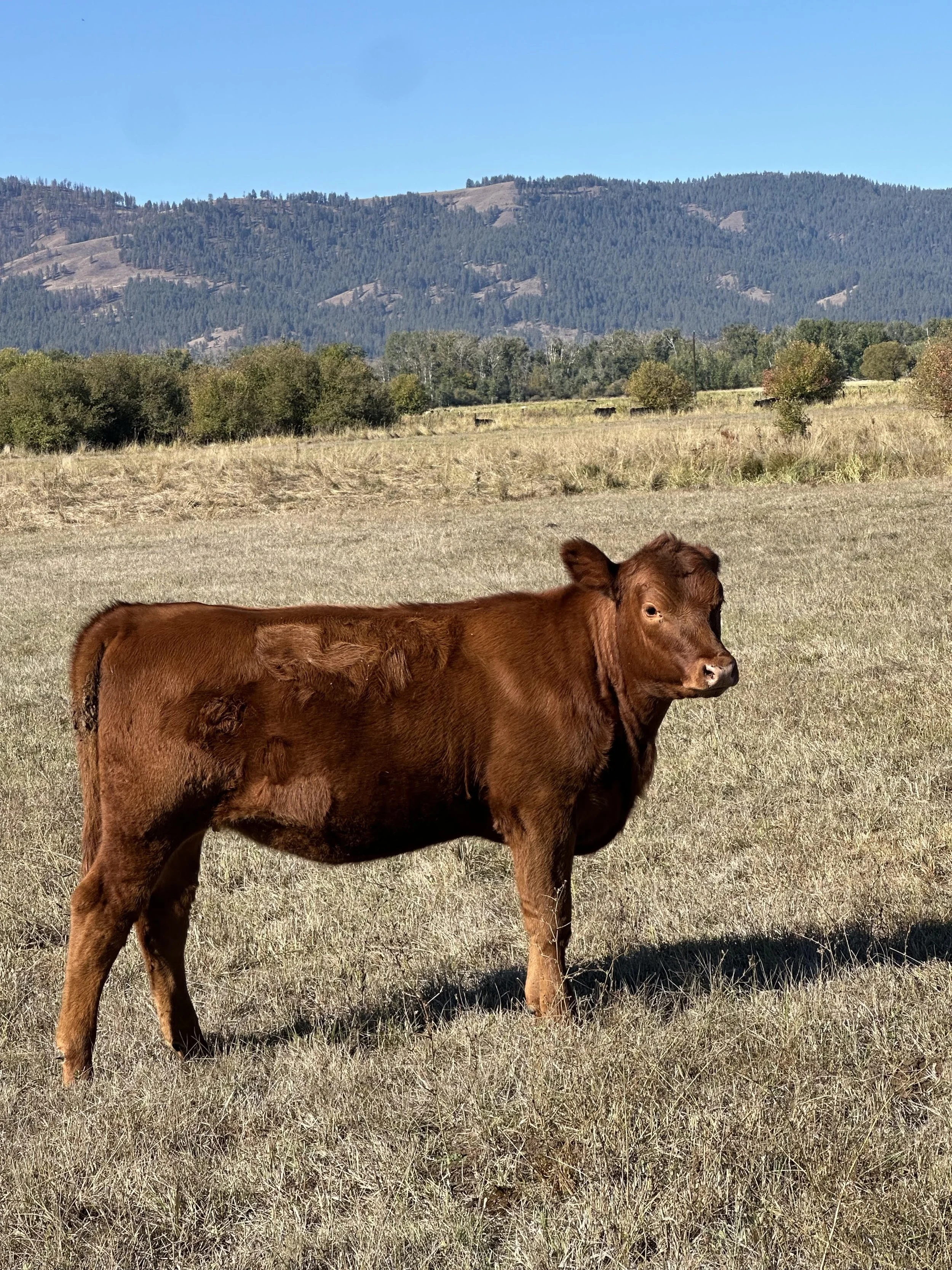 A young brown calf standing in a grassy field with mountains and trees in the background on a clear, sunny day.