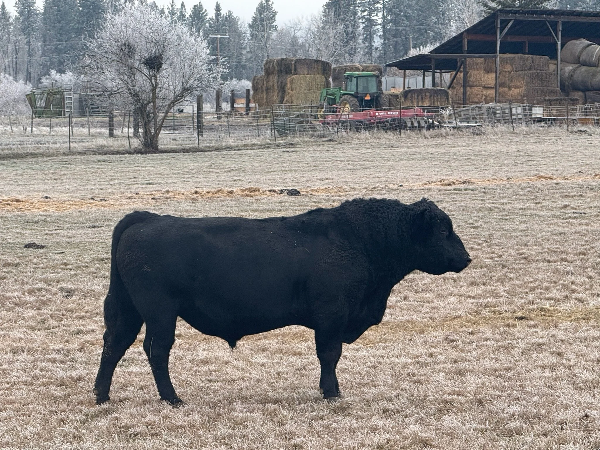 A black cow standing on a dry grassy field with hay bales and farm equipment in the background on a frosty day.