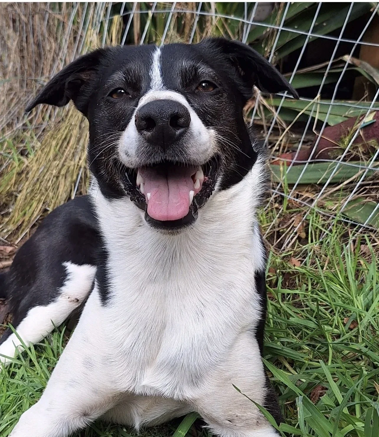 A happy black and white dog sitting outdoors on grass with a chain-link fence and plants in the background.