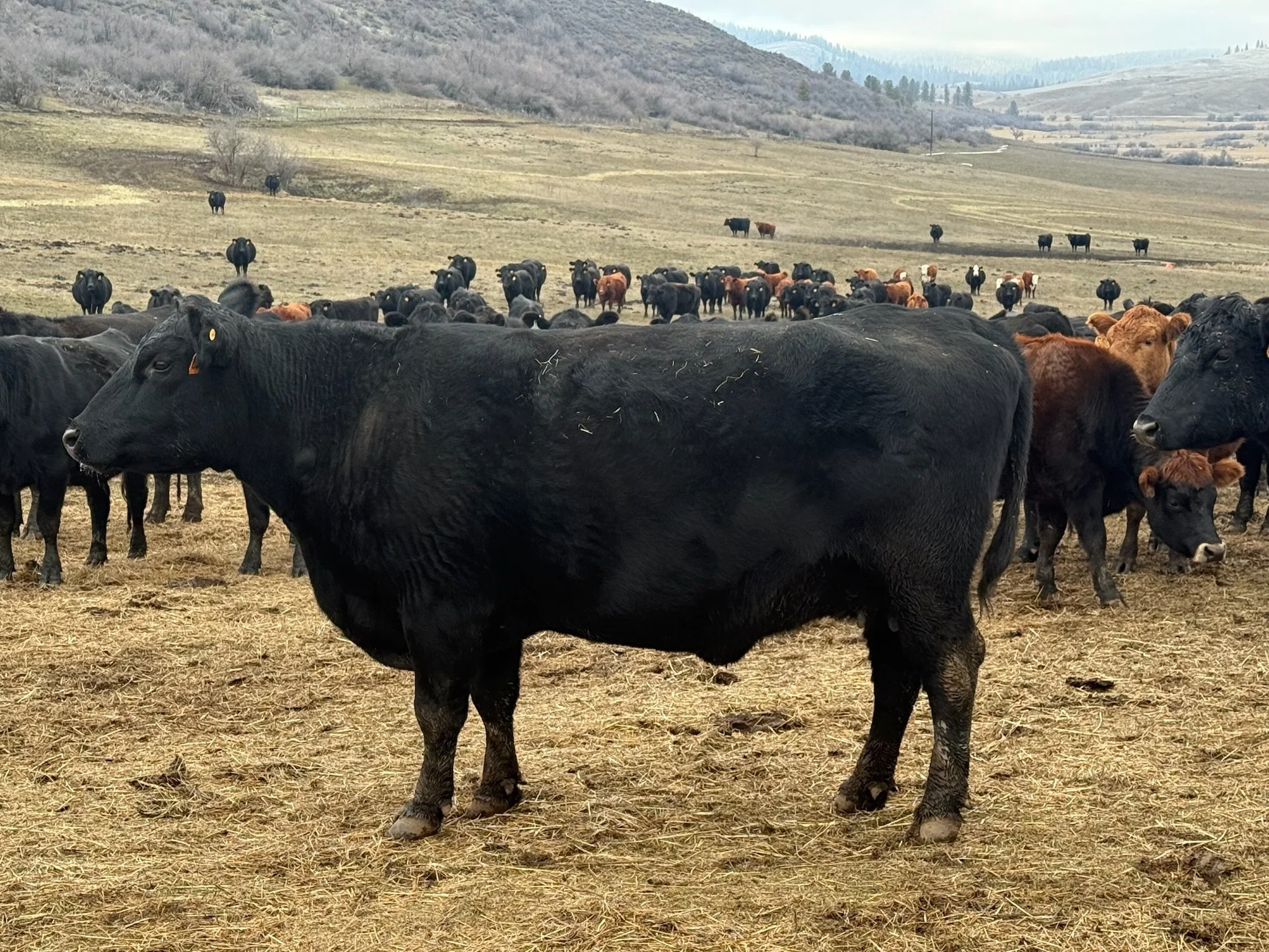 A herd of cattle, primarily black, grazing and standing on a dry, grassy field with hills in the background.