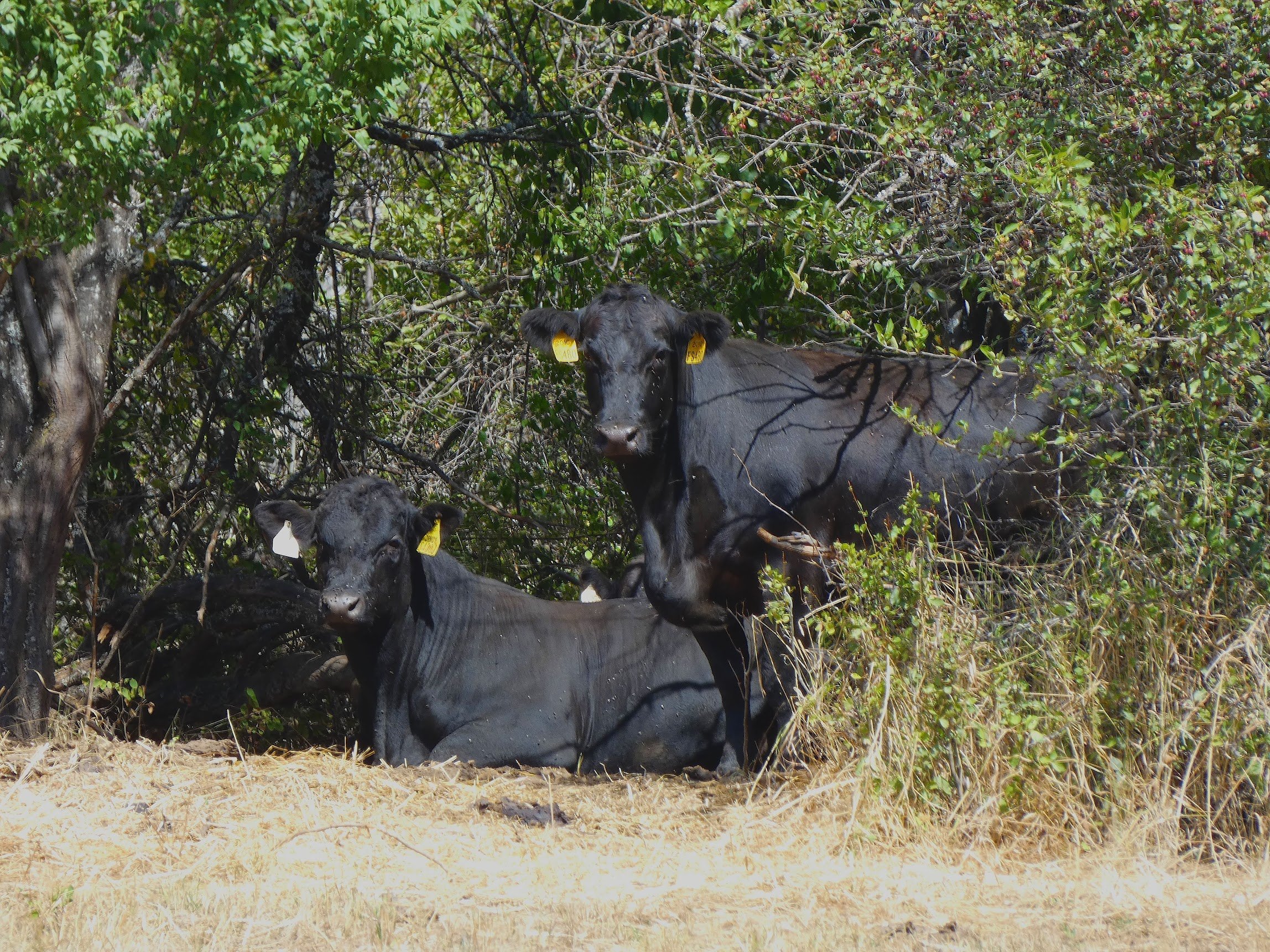 Two Black Angus cattle resting under a tree amid green foliage, with tags on their ears, on a grassy area. Black Angus from Three Sons Ranch, located in Halfway Oregon