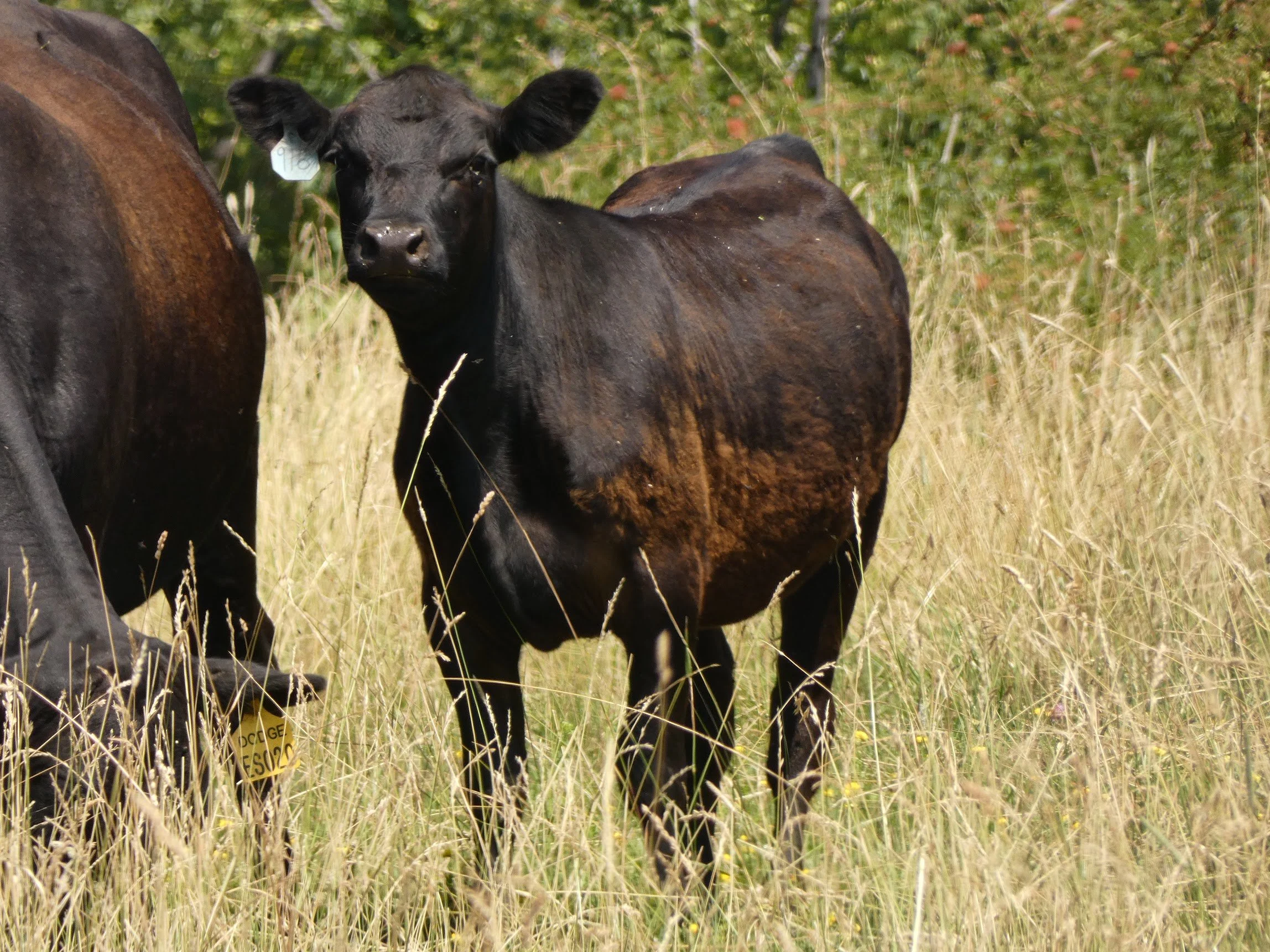 A Black Angus calf standing in tall grass beside an adult cow in a green field. Black Angus located at Three Sons Ranch, Halfway Oregon