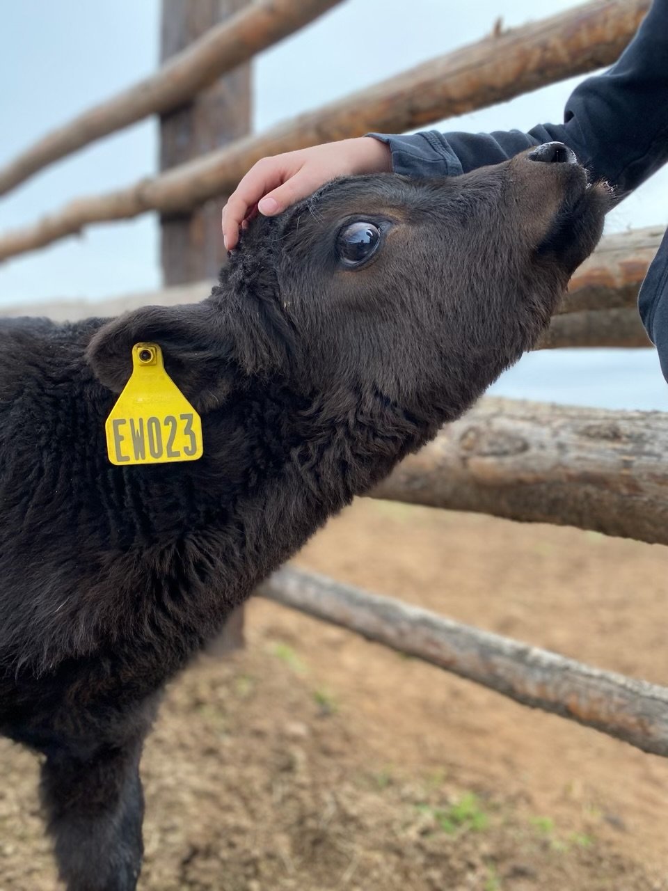 A young black calf being petted on the head by a person, with a yellow ear tag labeled EWO23, behind a wooden fence, on a farm or outdoor setting. Angus Calf at Three Sons Ranch, located in Halfway Oregon. 