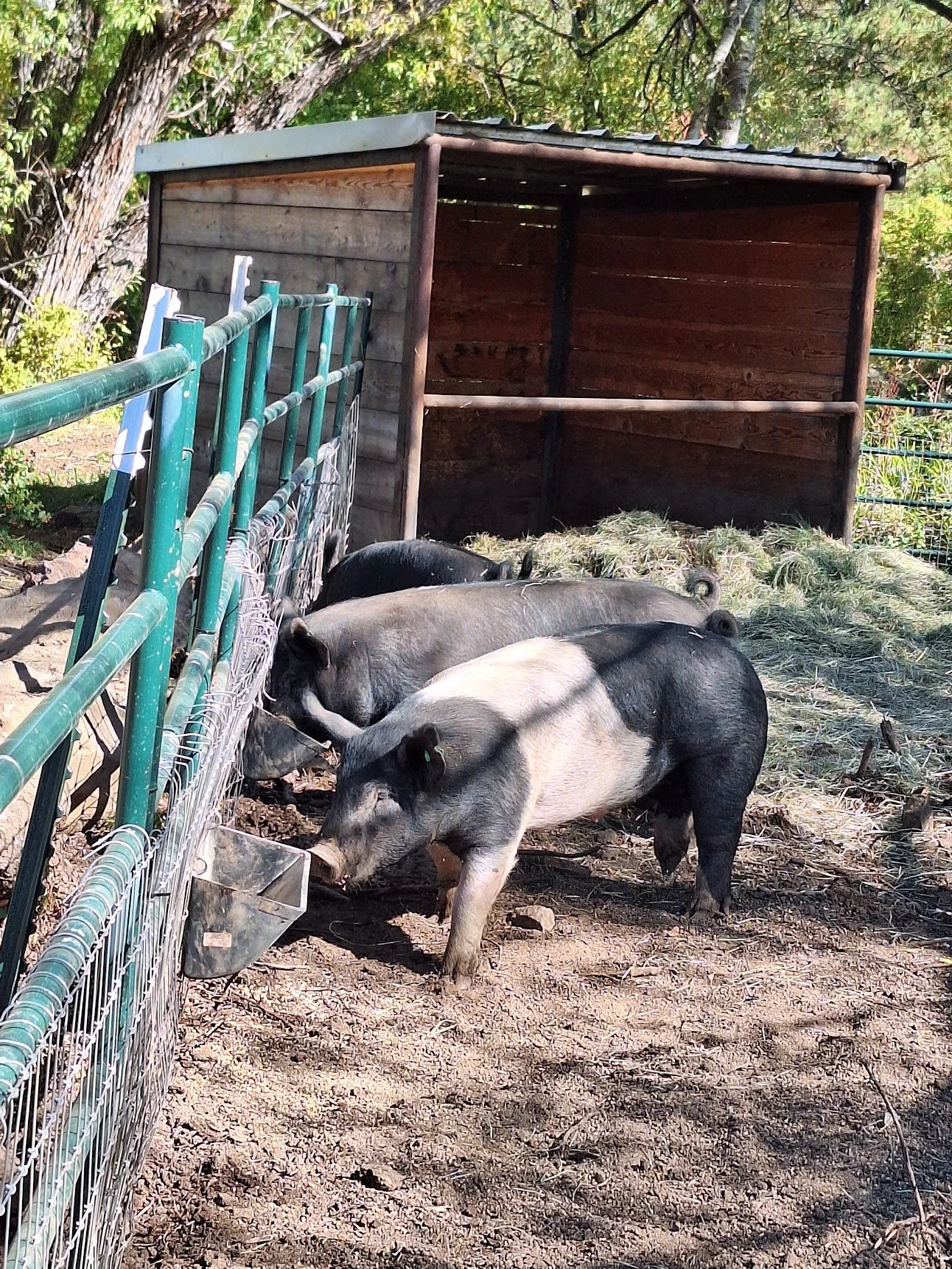 Three pigs at a farm enclosure eating from a feeding trough, with a wooden shelter and green trees in the background. Our Pigs at Three Sons Ranch located in Halfway Oregon. 