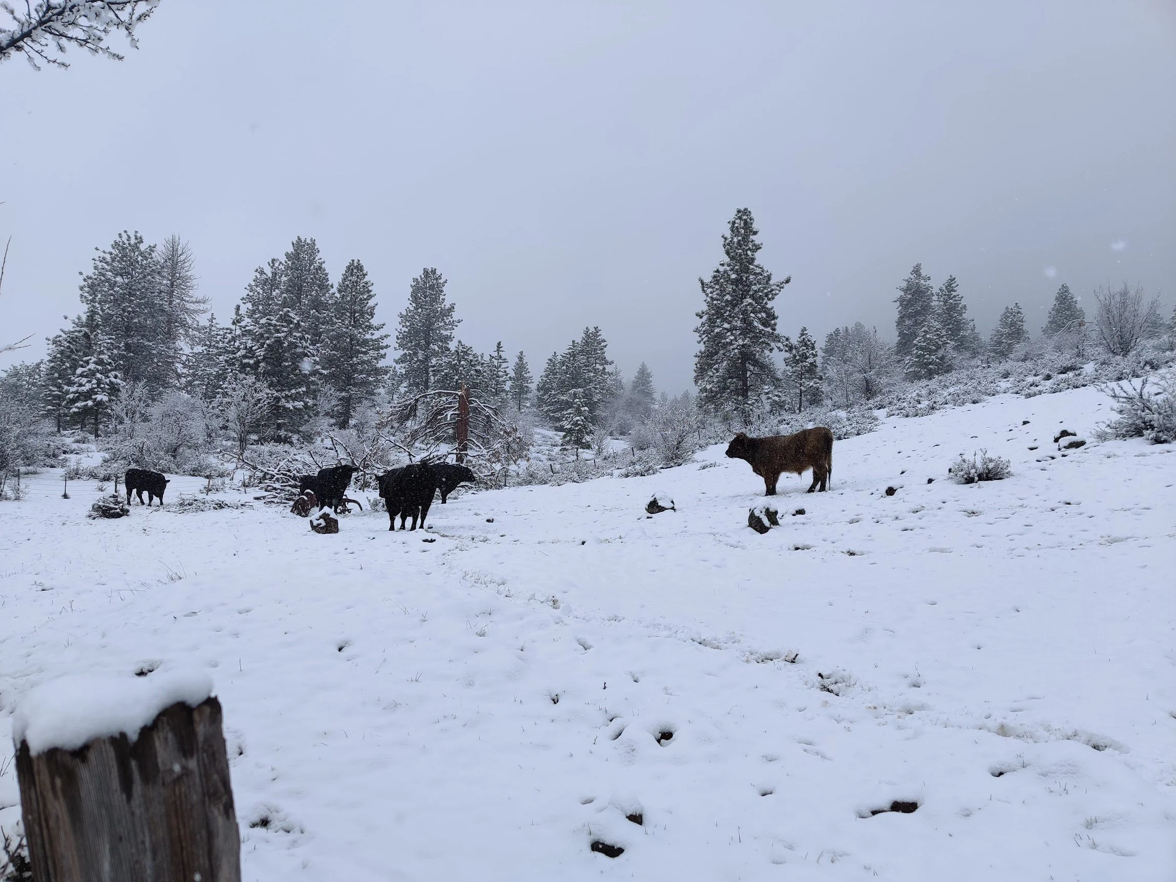 Snow-covered landscape with trees in the background cows and heifers standing on the snow. Some cows are near fallen logs or rocks, with footprints visible in the snow. Winter at Three Sons Ranch located in Halfway Oregon