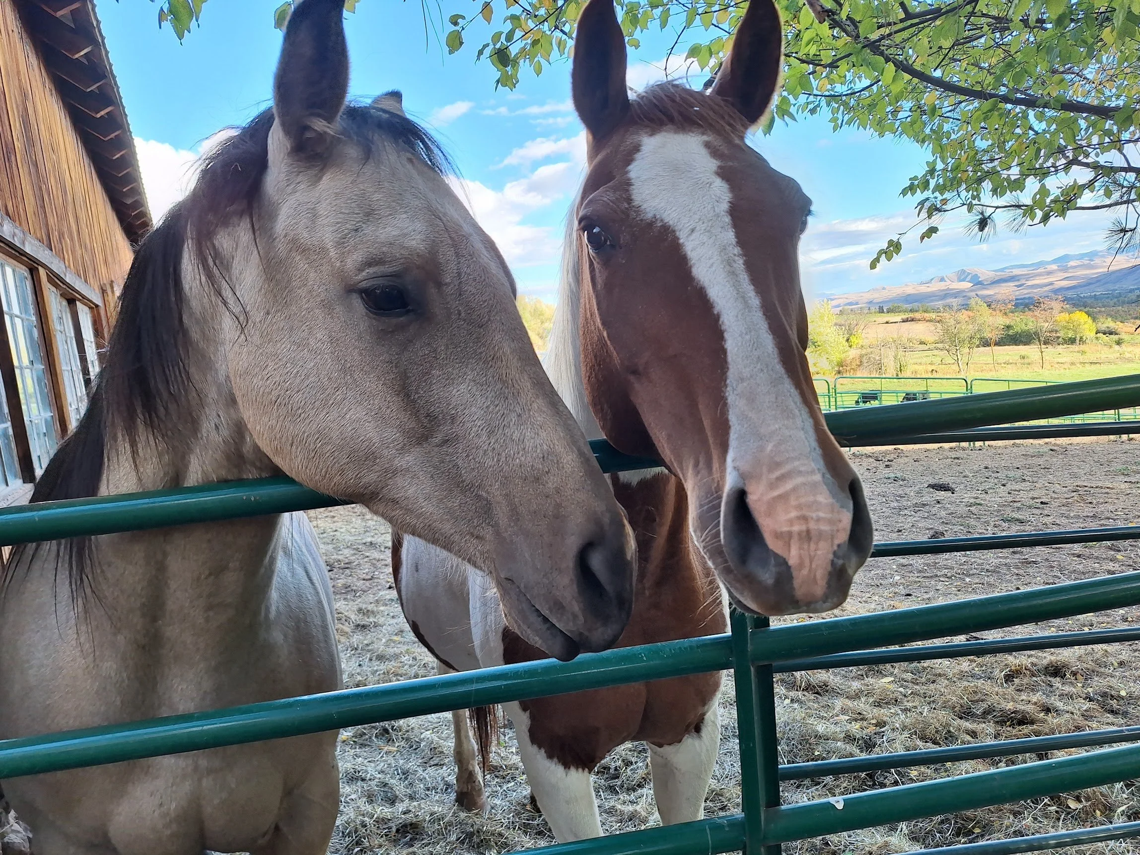 Two horses standing behind a green fence on a farm, with a barn and scenic landscape in the background. Some of our horses at Three Sons Ranch located in Halfway Oregon