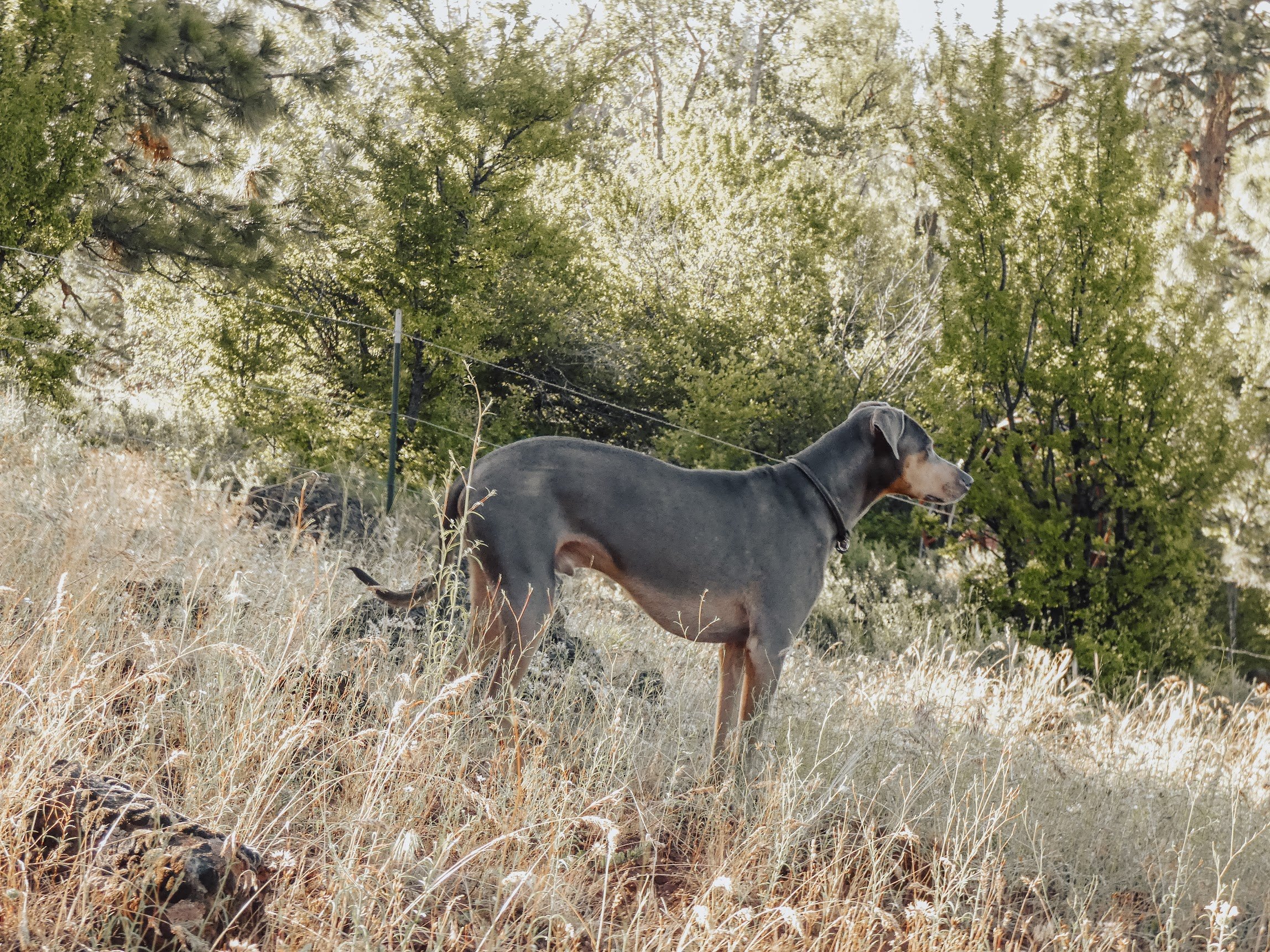 A gray and tan dog standing in a field of tall dry grass with green trees and a wire fence in the background. Located at Three Sons Ranch, Halfway Oregon
