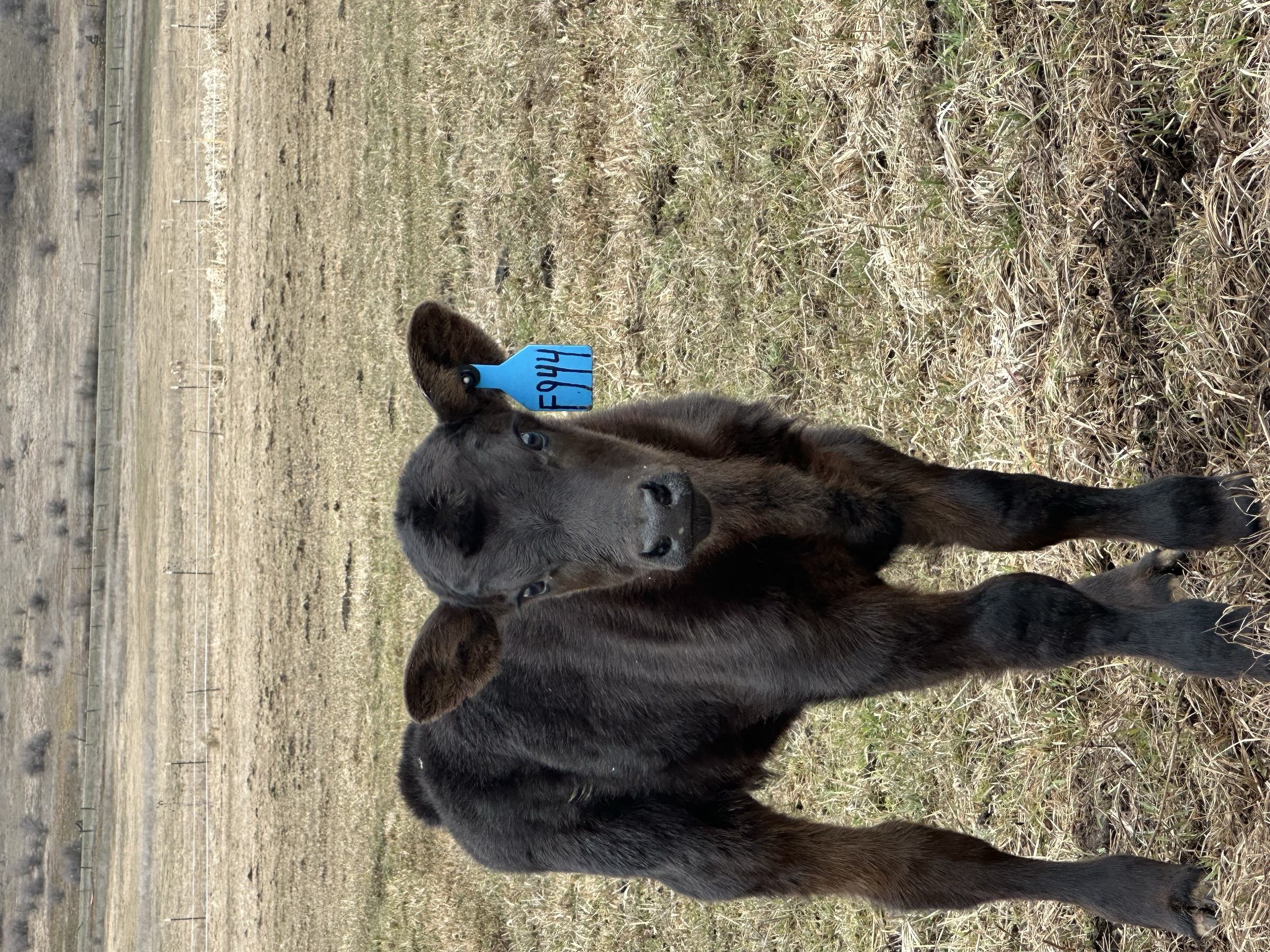 A young black calf with a blue ear tag labeled "Fynn" standing in a grassy field. Calf from Three Sons Ranch located in Halfway Oregon