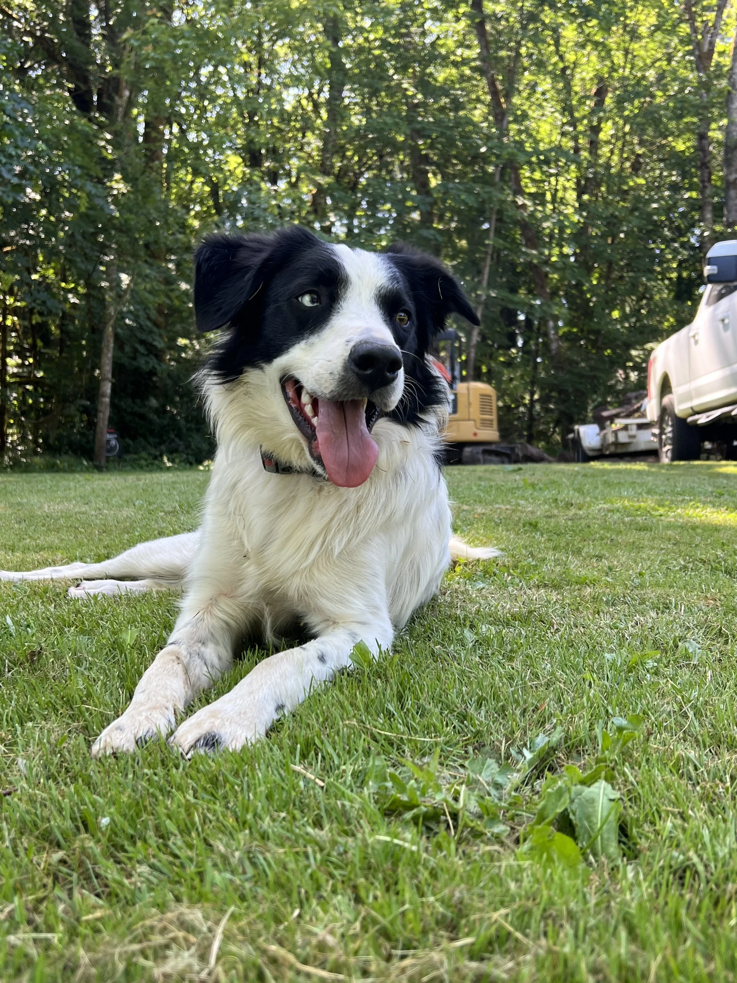 A happy black and white Border Collie lying on green grass in a backyard surrounded by trees, with vehicles and a small construction vehicle in the background.