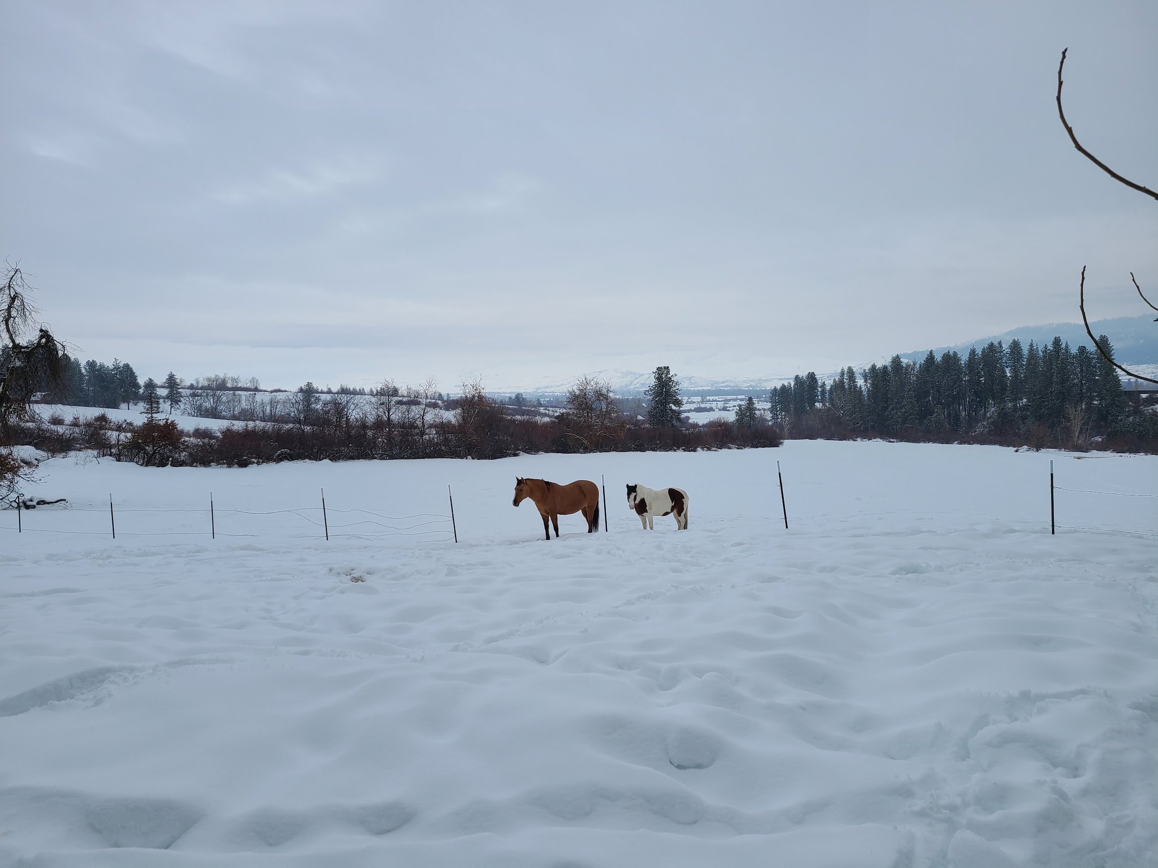Two horses standing in a snow-covered field with a wire fence, trees, and hills in the background under an overcast sky. Located at Three Sons Ranch located in Halfway Oregon. 